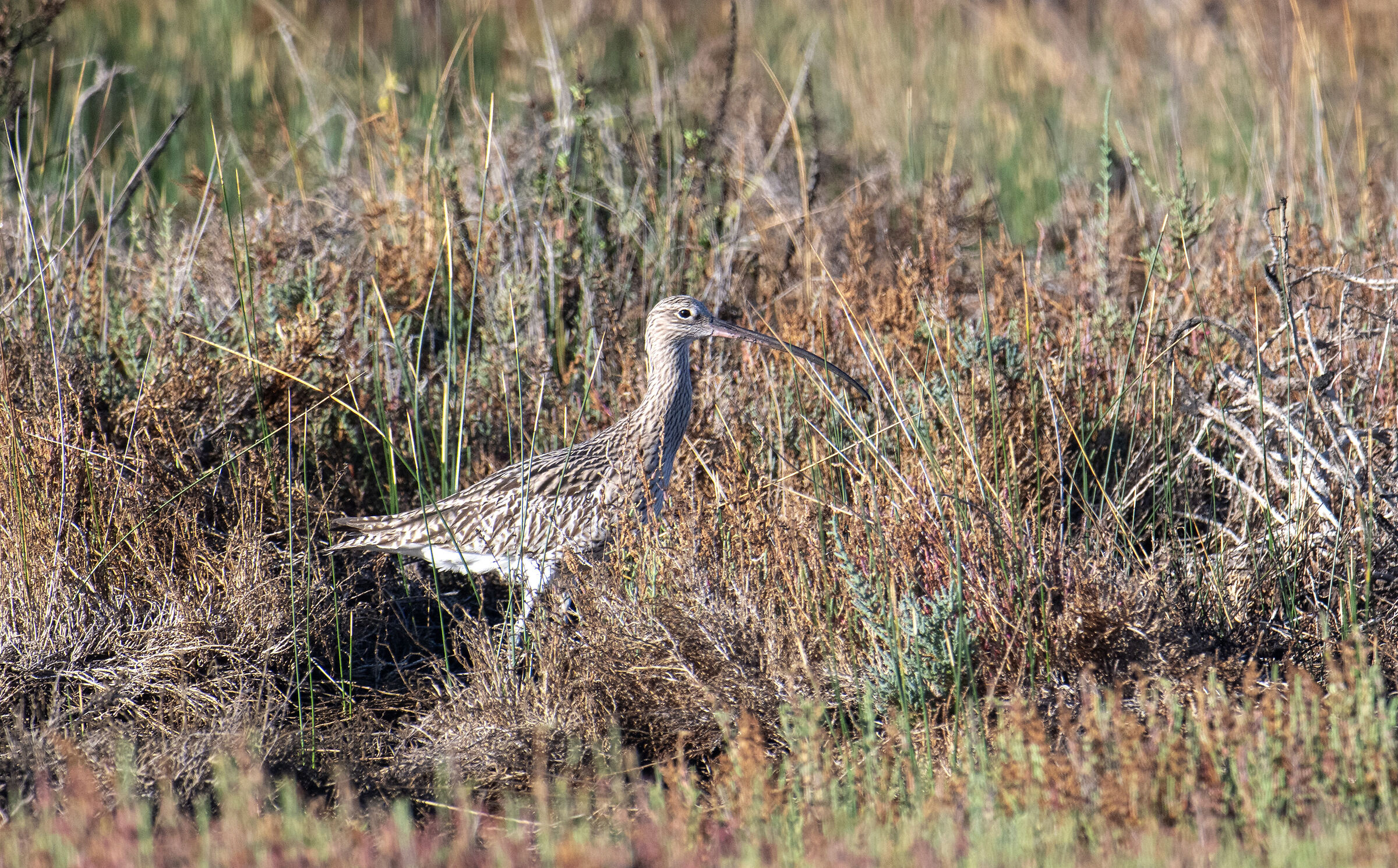 Ciurlo.Capo Feto,Mazara