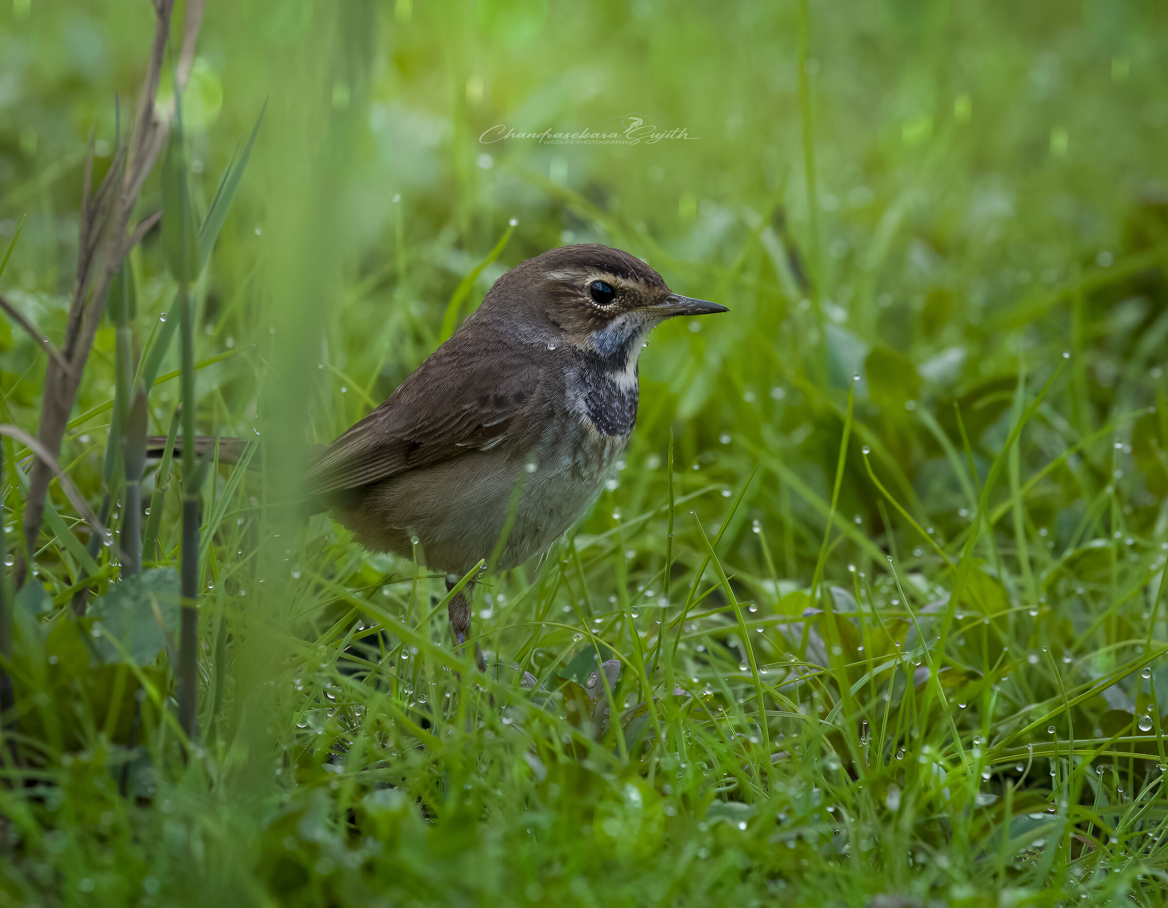 Bluethroat(F)