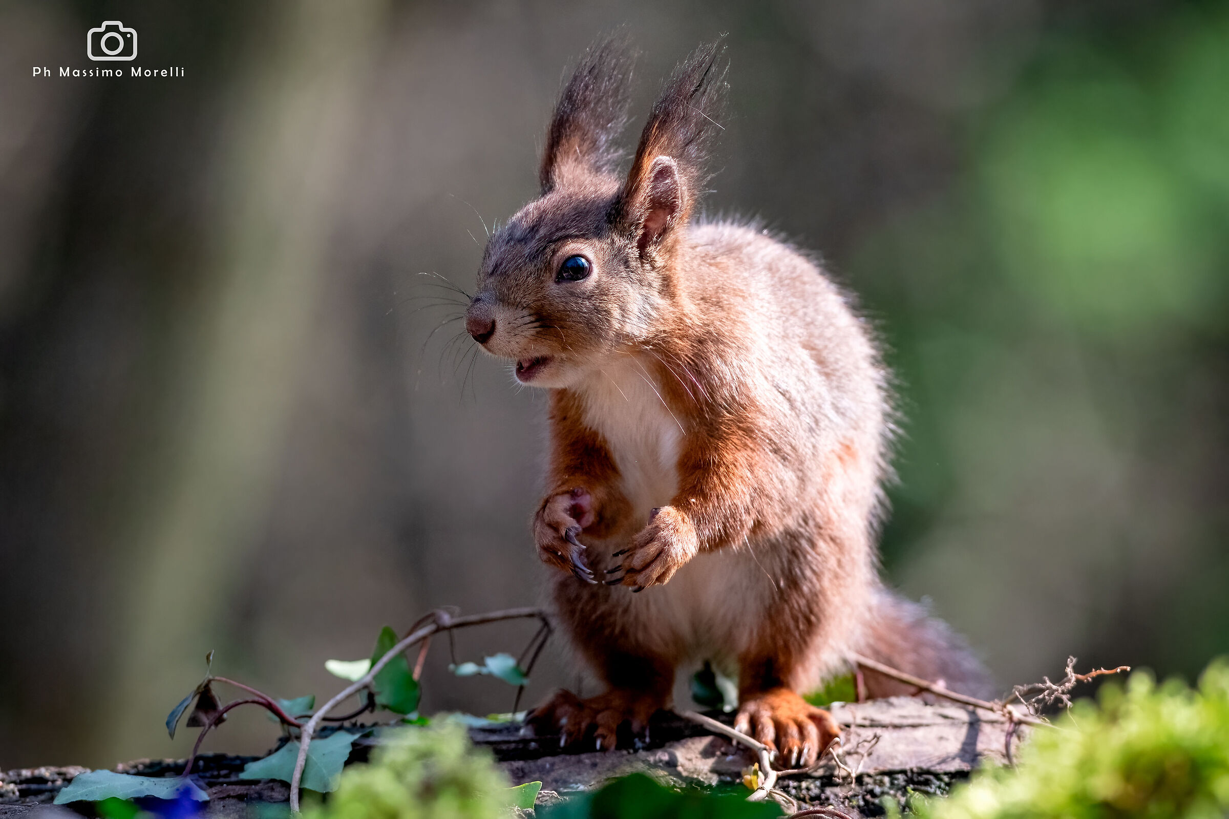 The squirrel... surprised