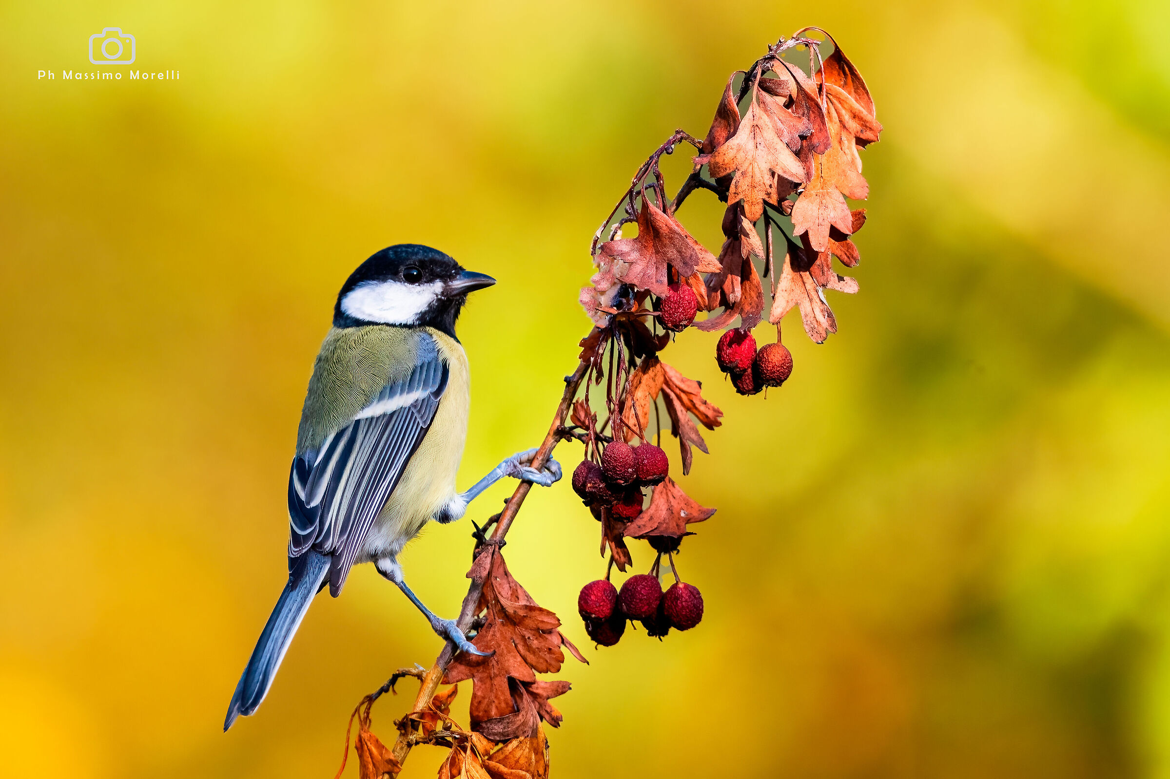 The great on the twig