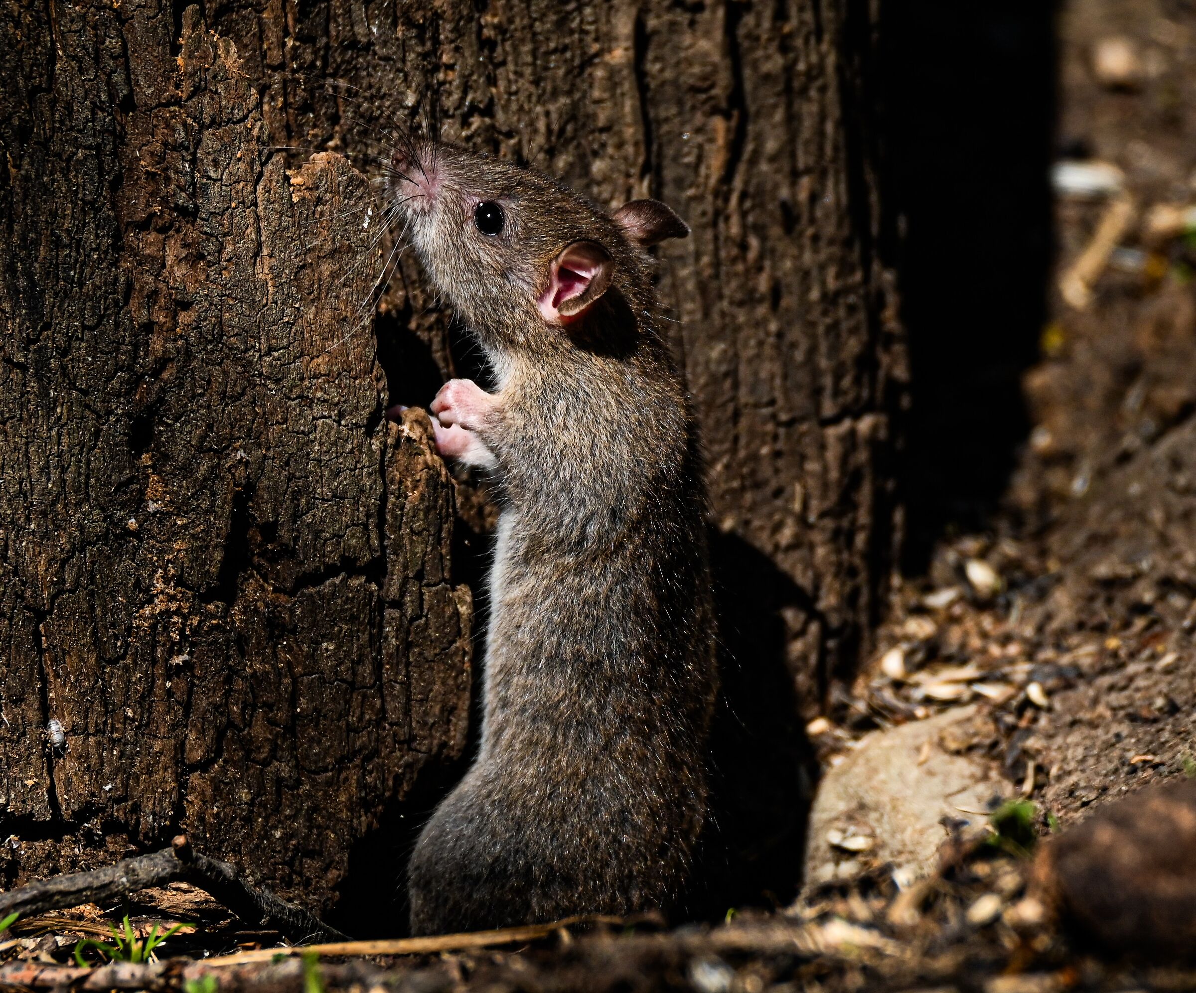 Mouse