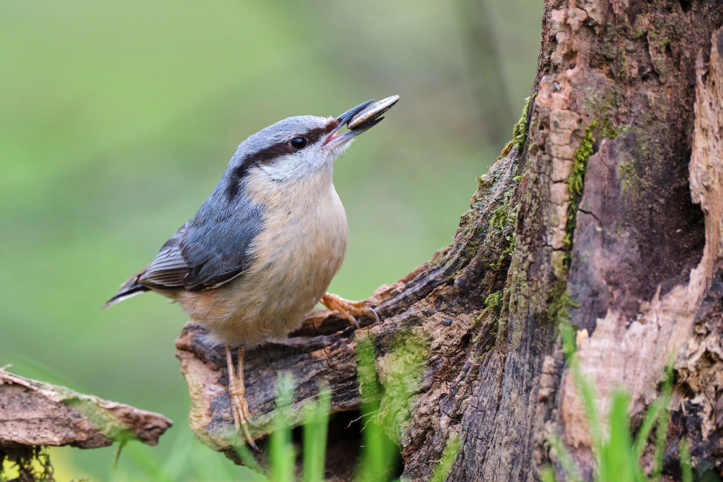 Picchio muratore e un seme di girasole