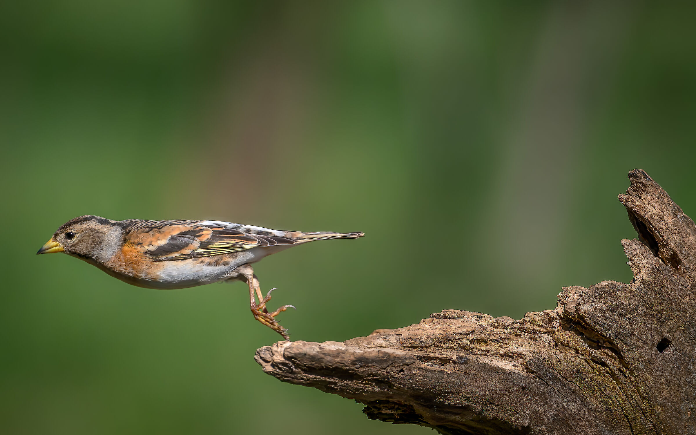 Peppola #capannocora