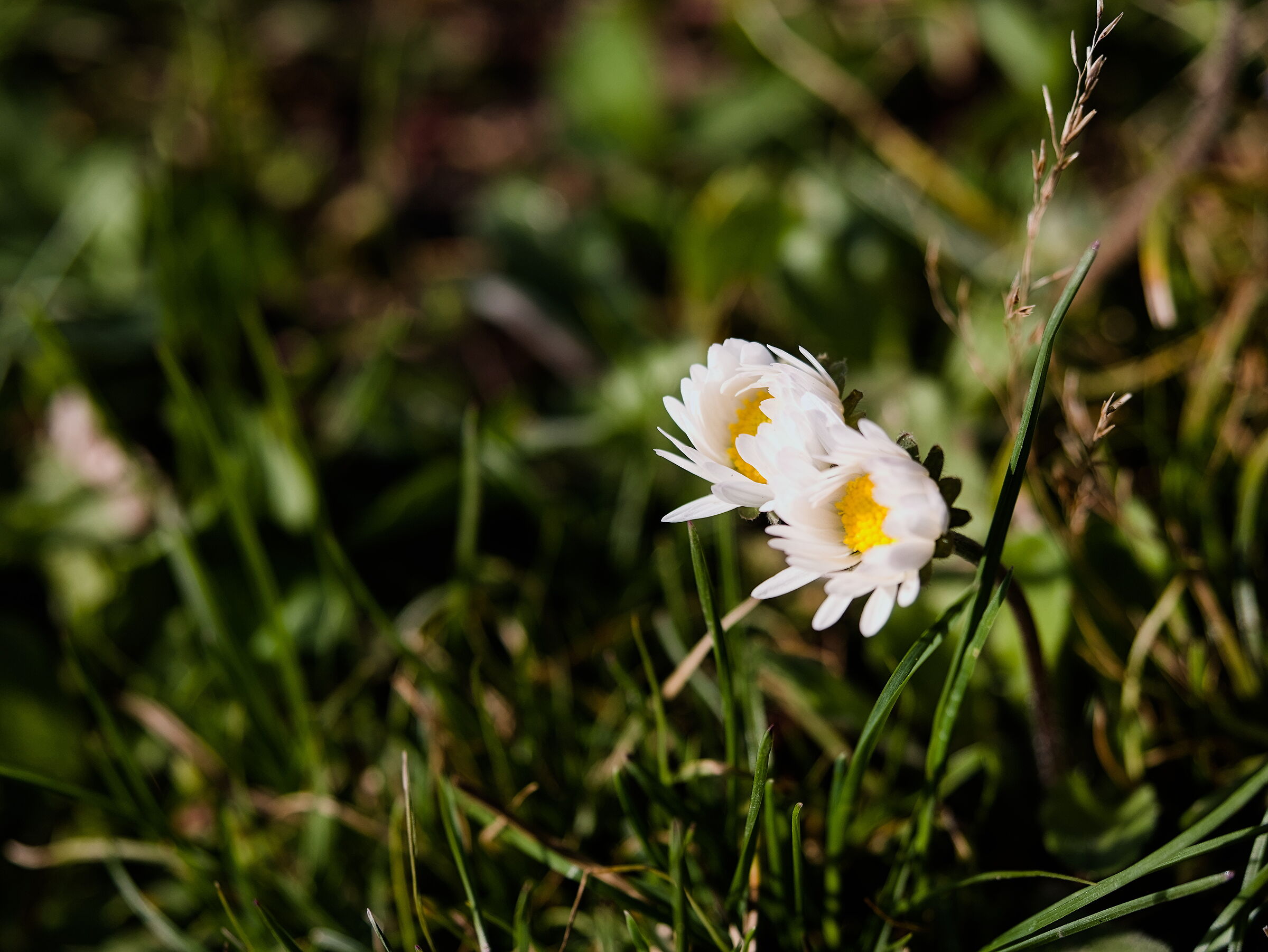 Altre margherite in primavera