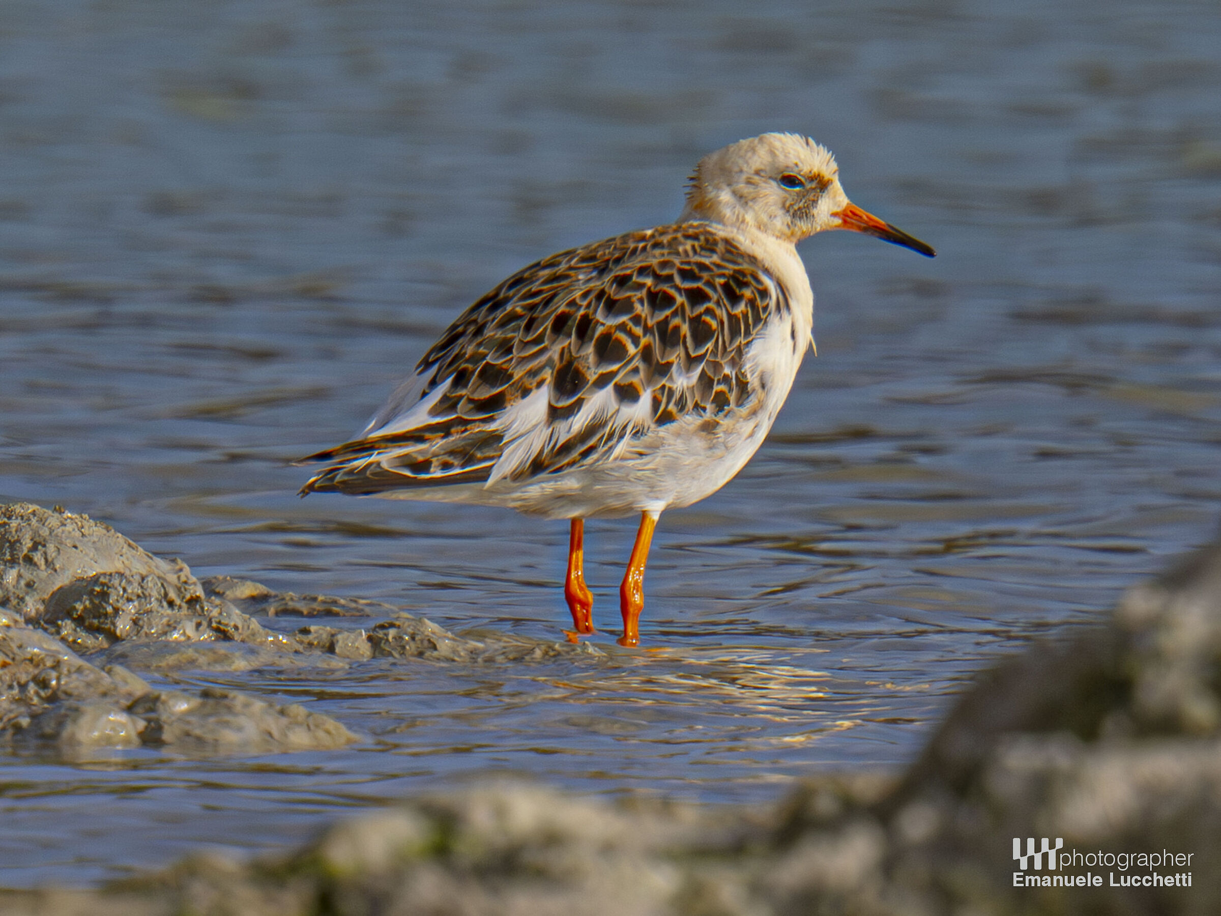 Fighter (adult male in pre-nuptial morphism)