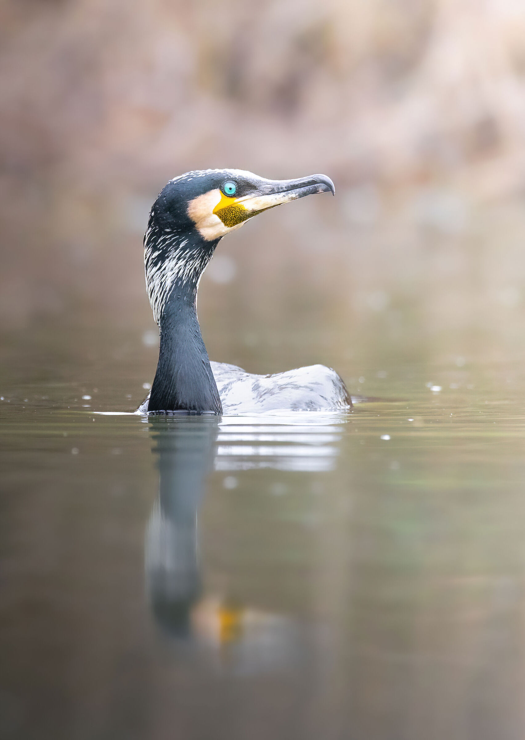 The beautiful cormorant