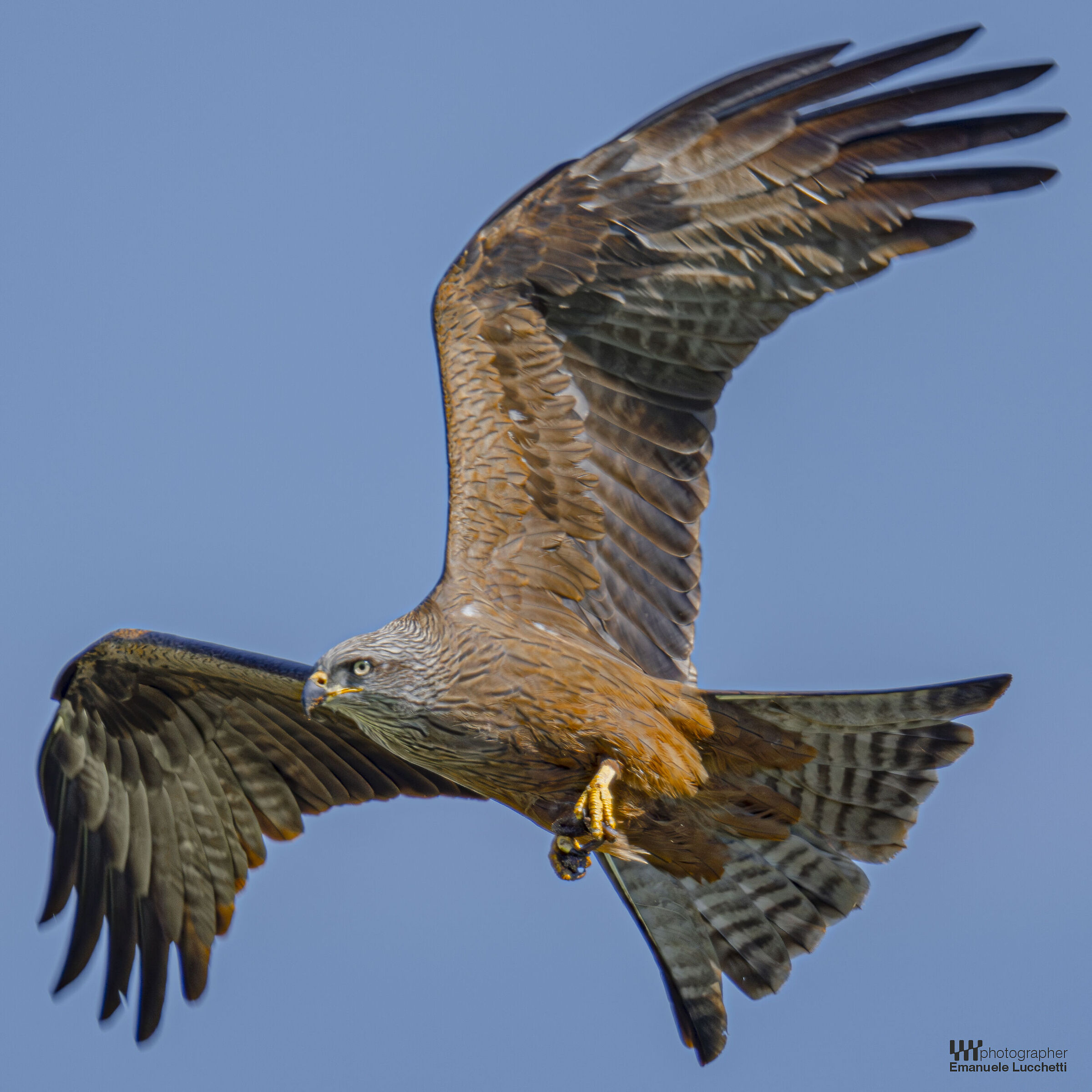 Black kite