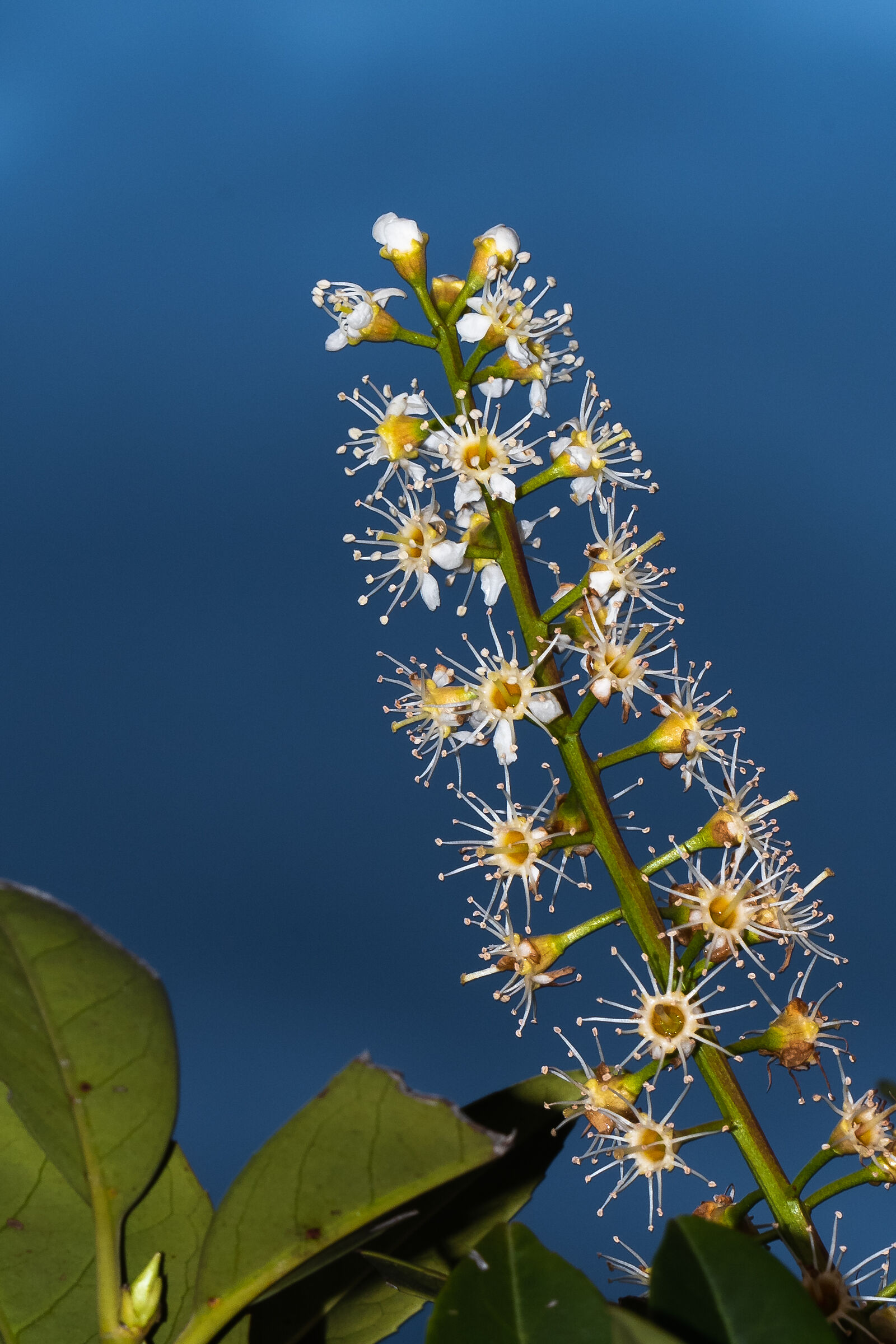 The first buds of spring