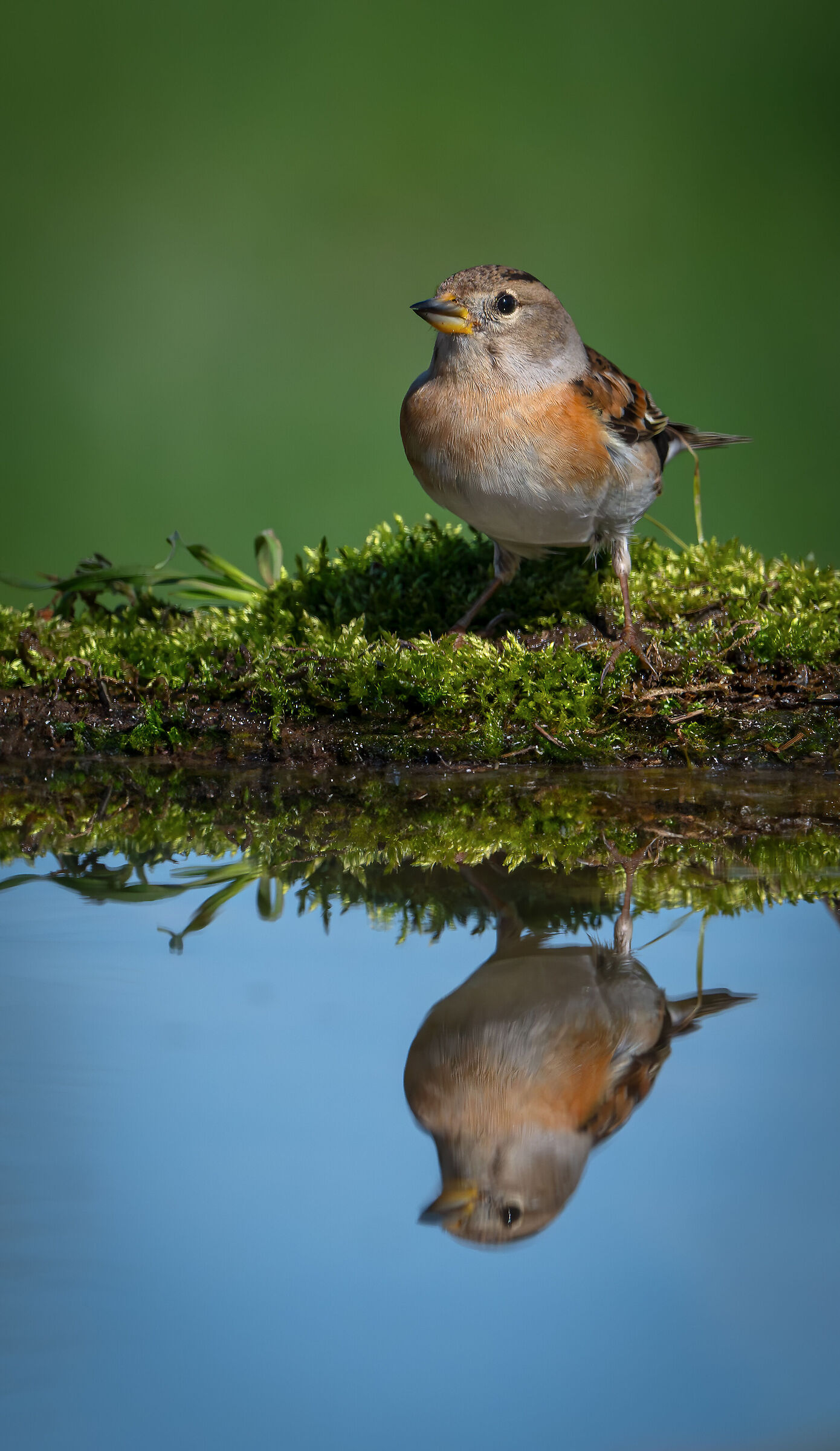 Peppola #capannocora