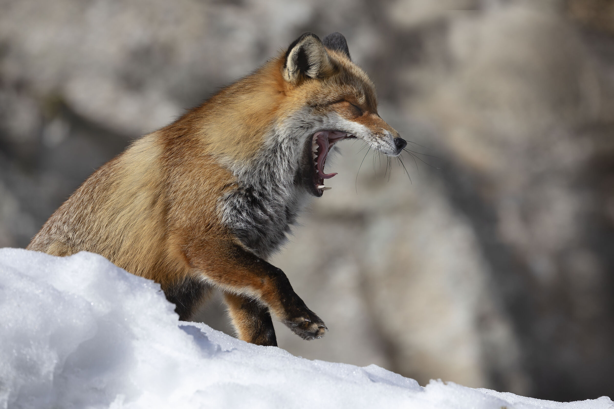 fauci, volpe nella neve