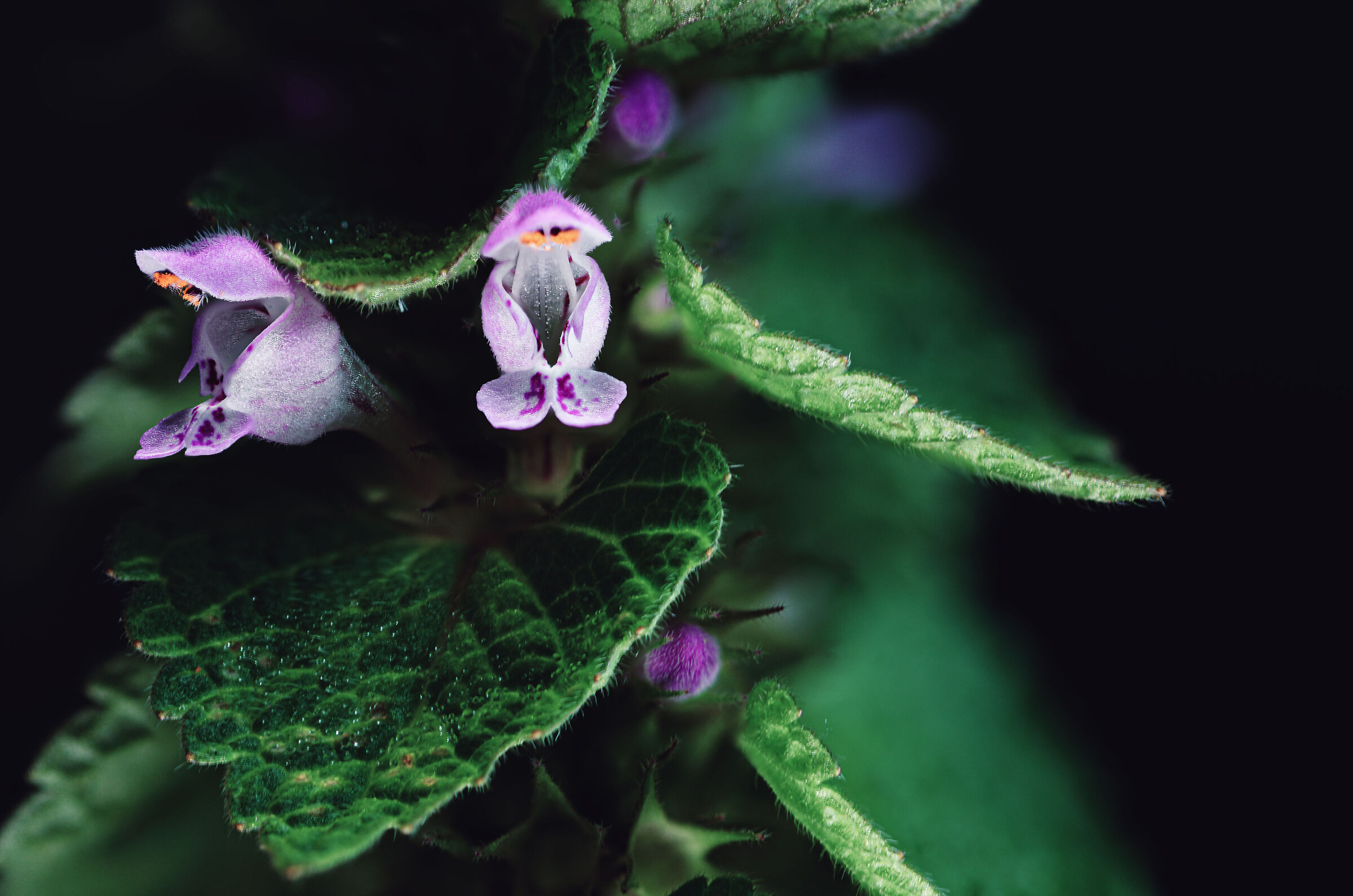 Nettle Flower