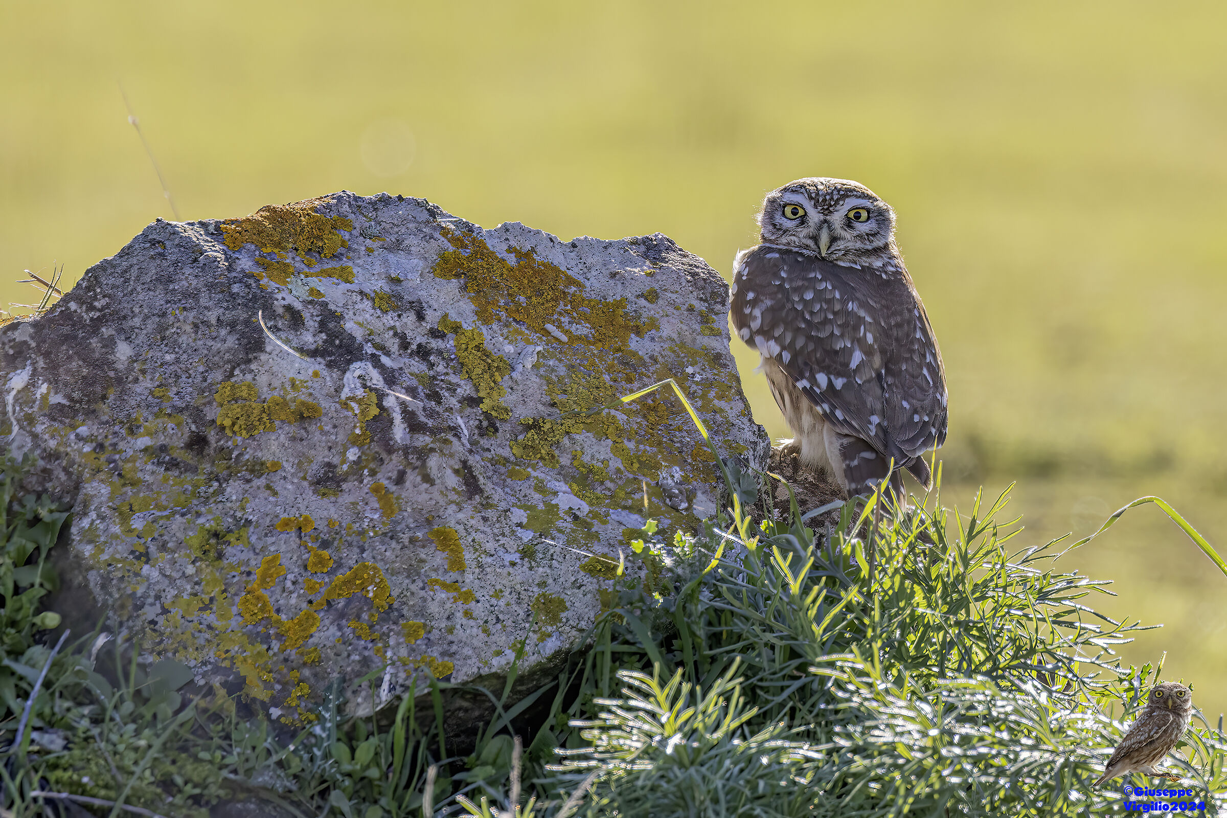 Civetta (Sardinia) 2024