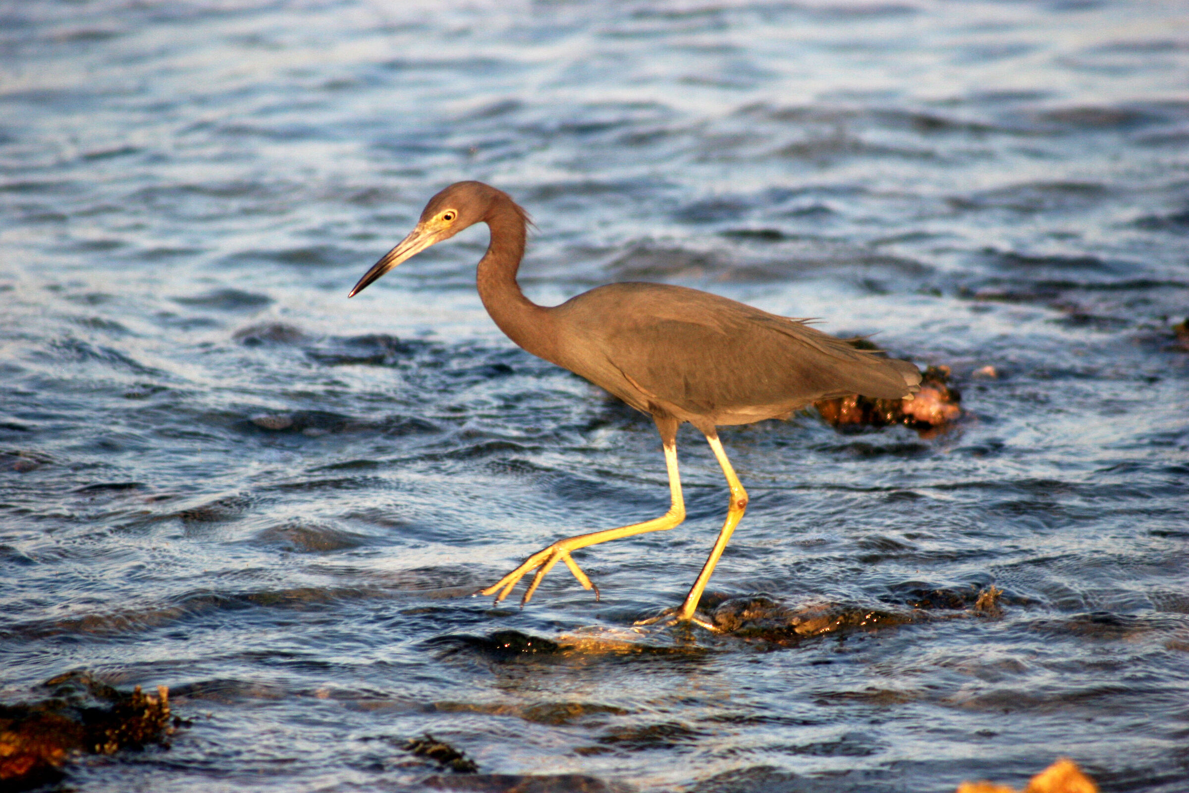 Lesser Blue Heron (Mexico, Yucatan 2008)