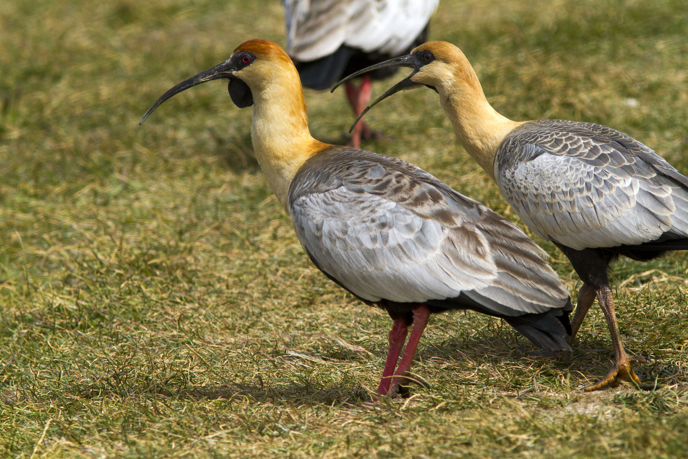 Banduria (Patagonia, Argentina)