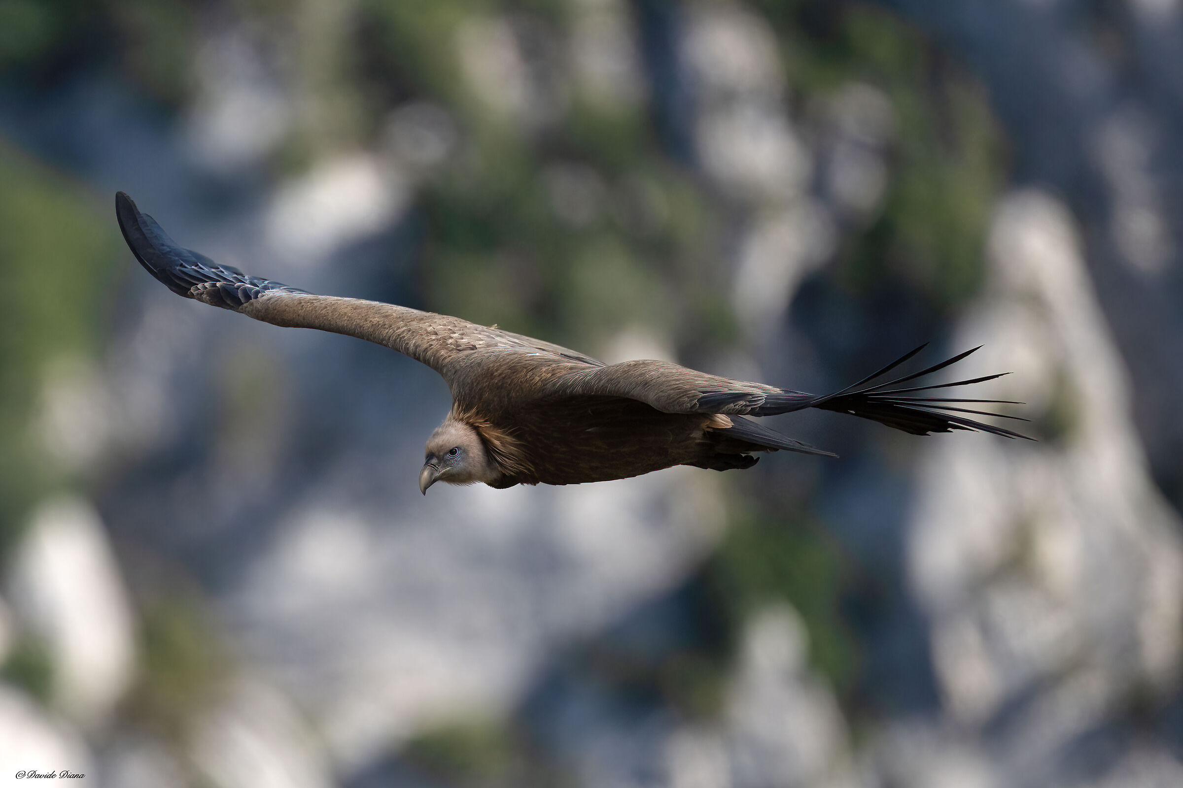 Griffon vulture - Gorges du Verdon