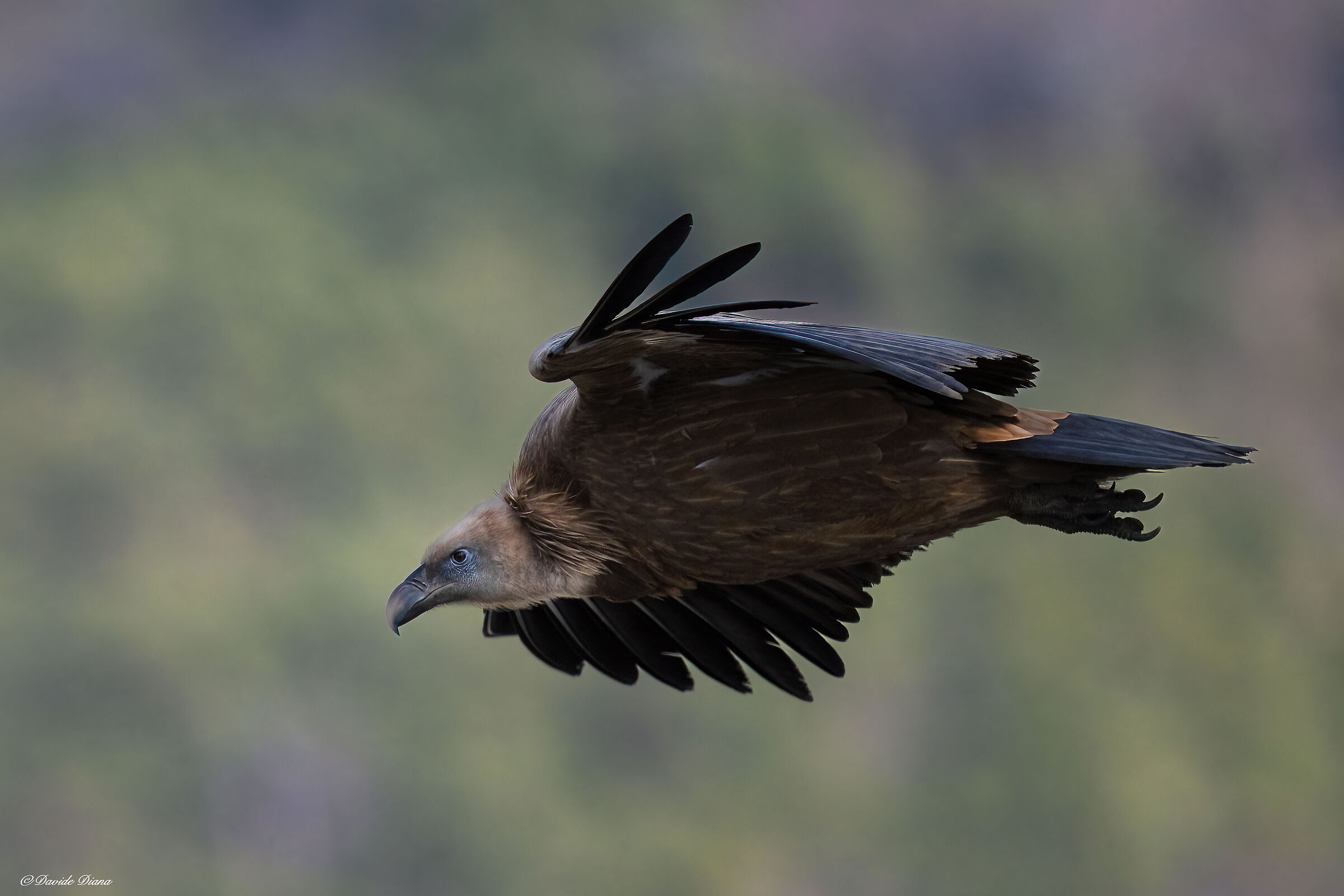 Griffon vulture - Gorges du Verdon