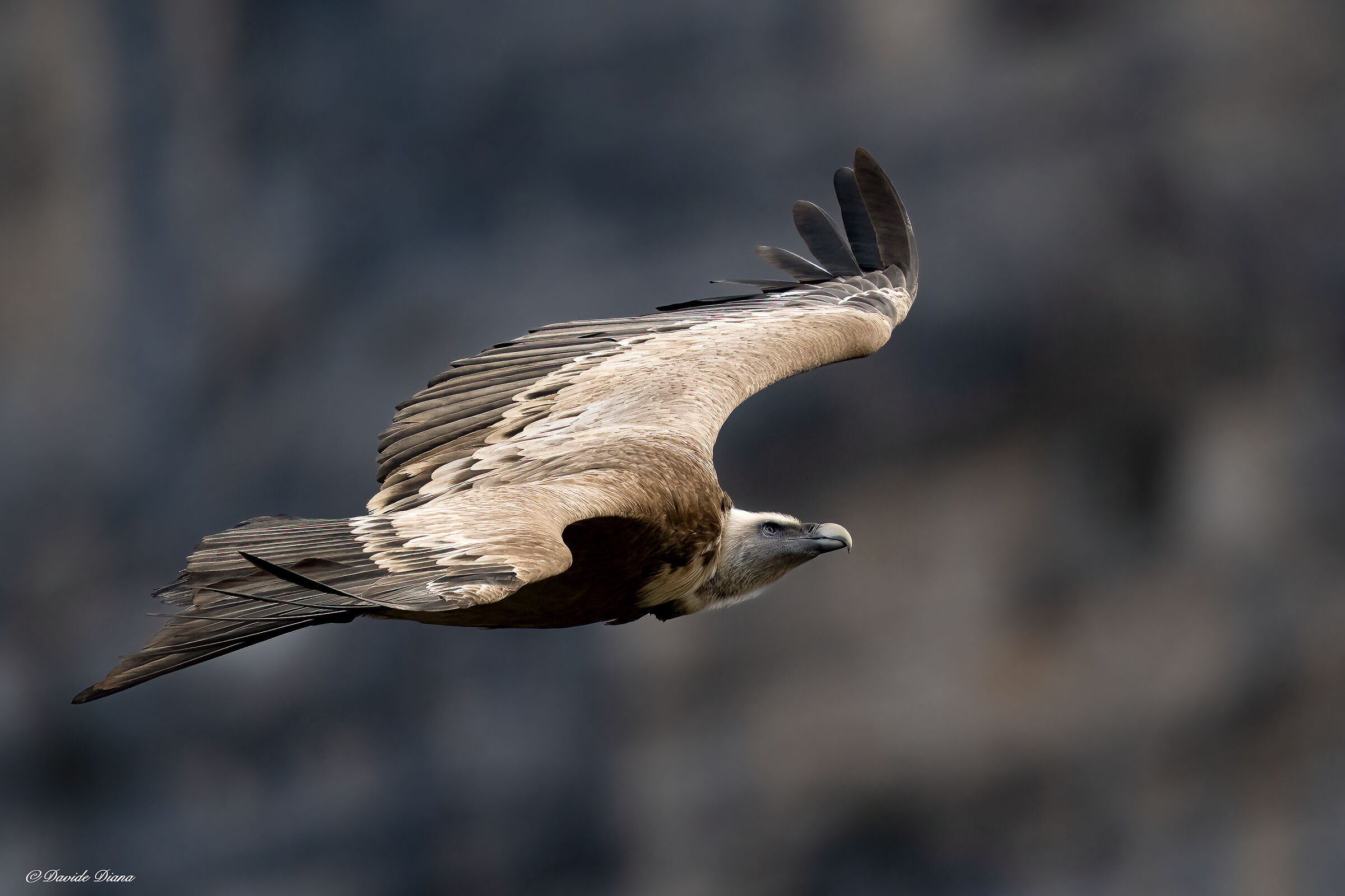 Griffon vulture - Gorges du Verdon