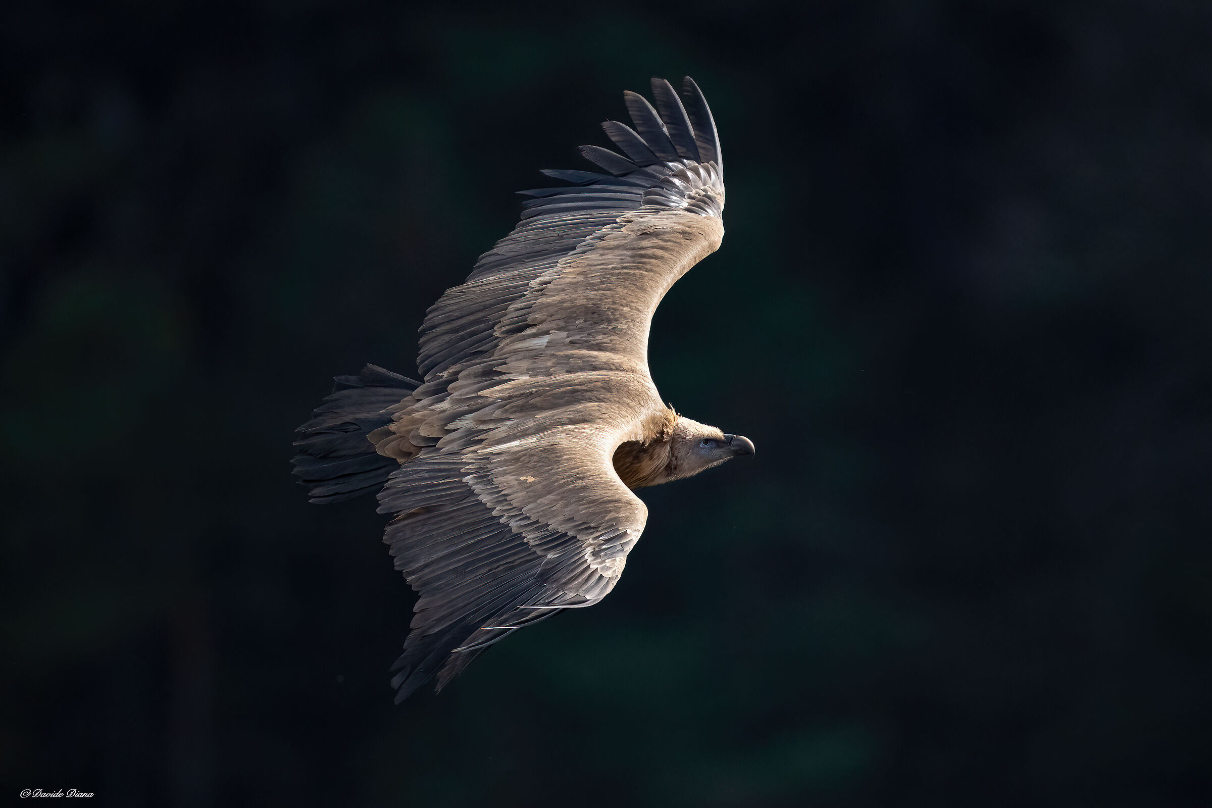 griffon vulture - Gorges du Verdon