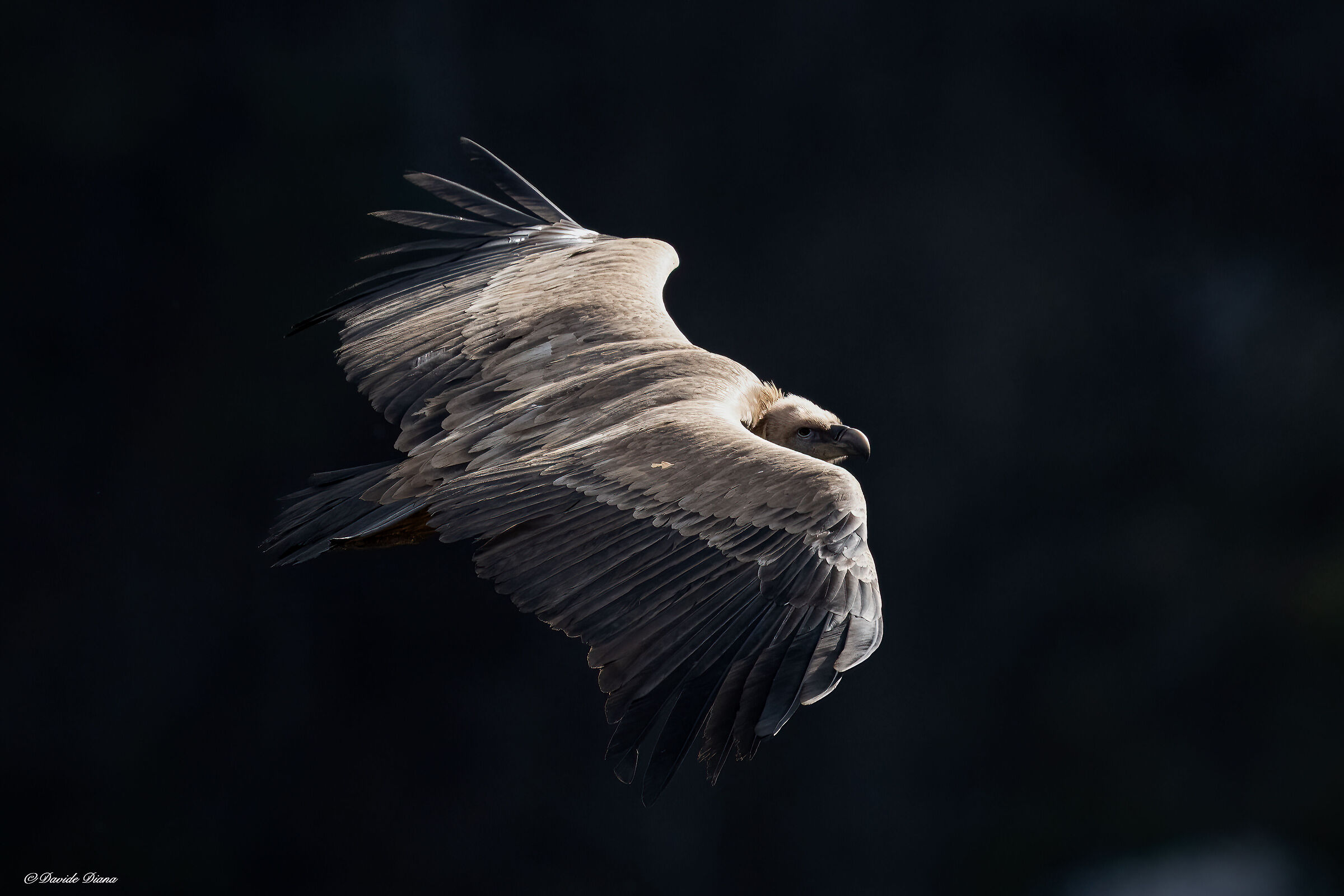 Griffon vulture - Gorges du Verdon