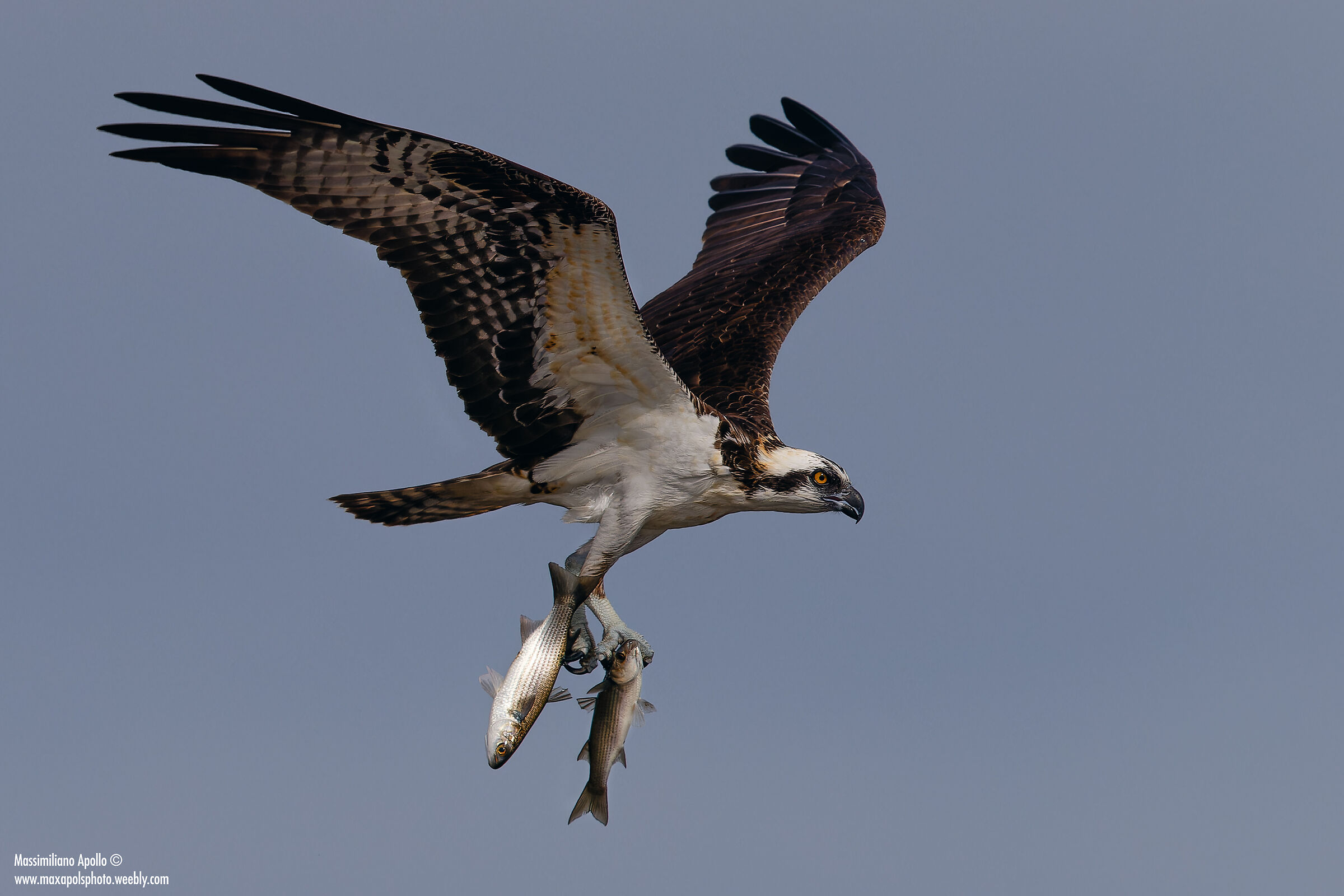 "volo a tre.. "