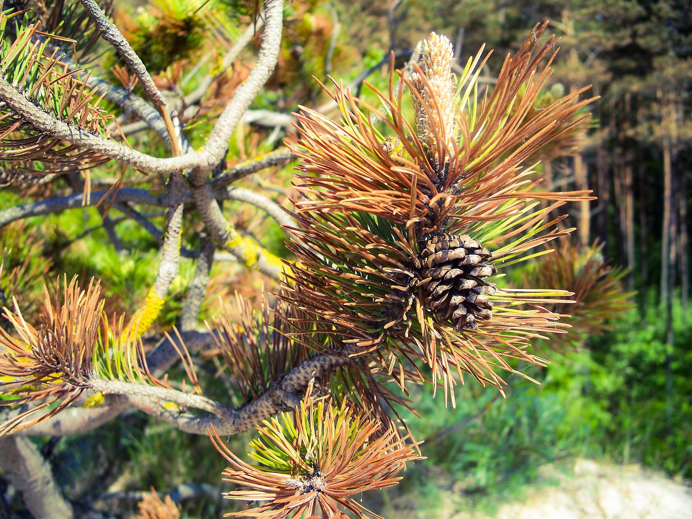 Pinus mugo