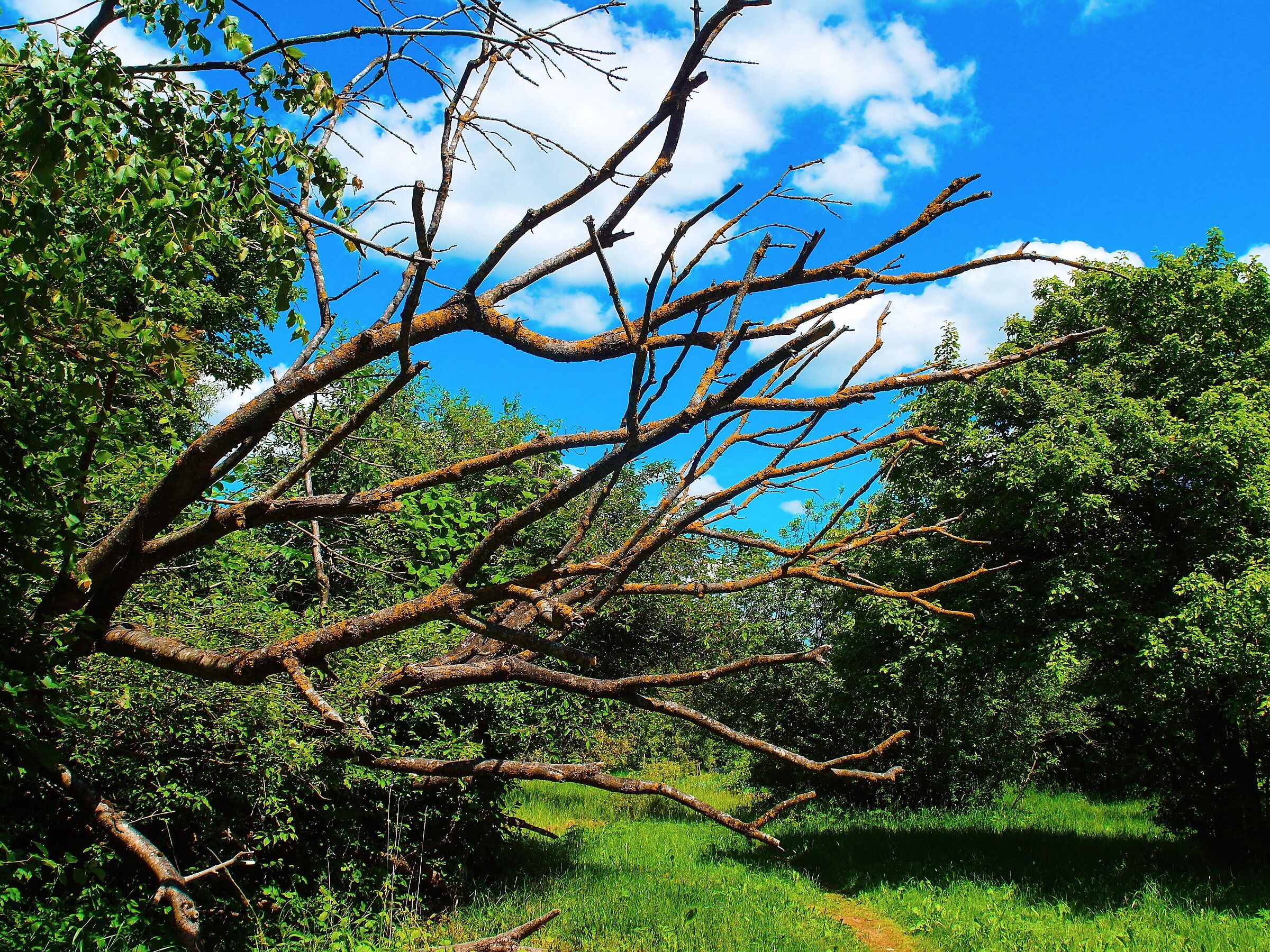 Licheni - un indicatore di pulizia dell'aria