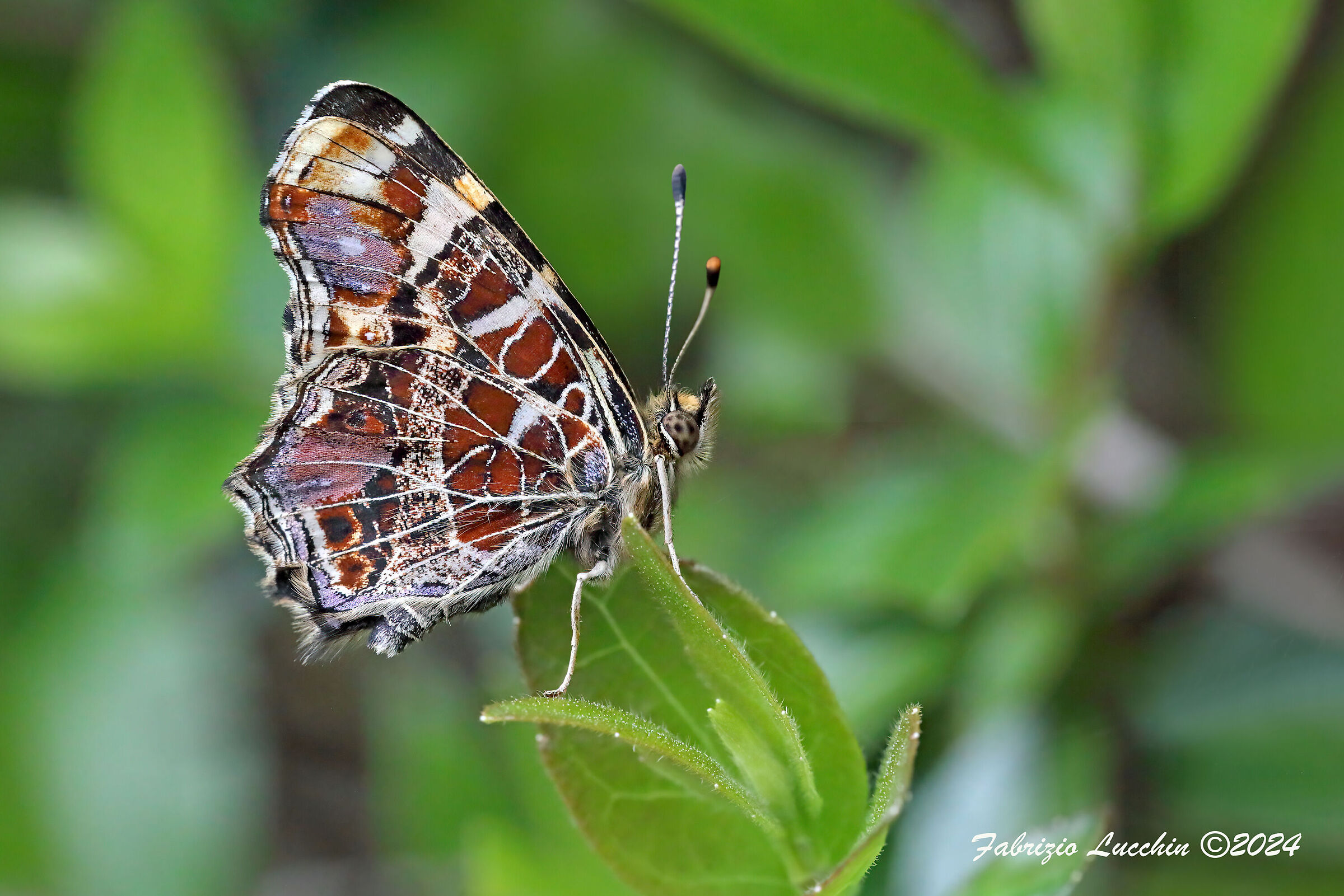 Araschnia levana 1° generazione