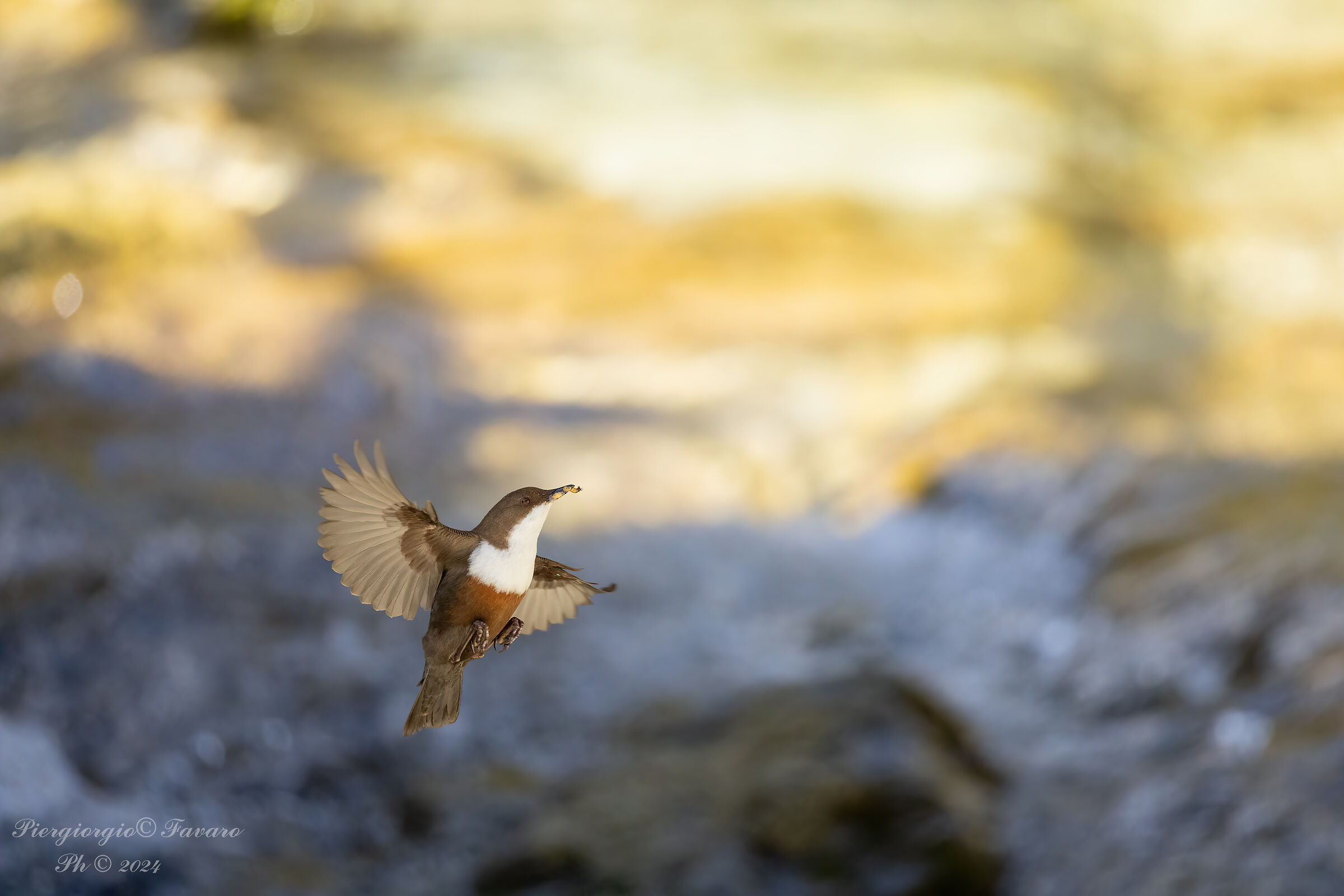 White-throated dipper