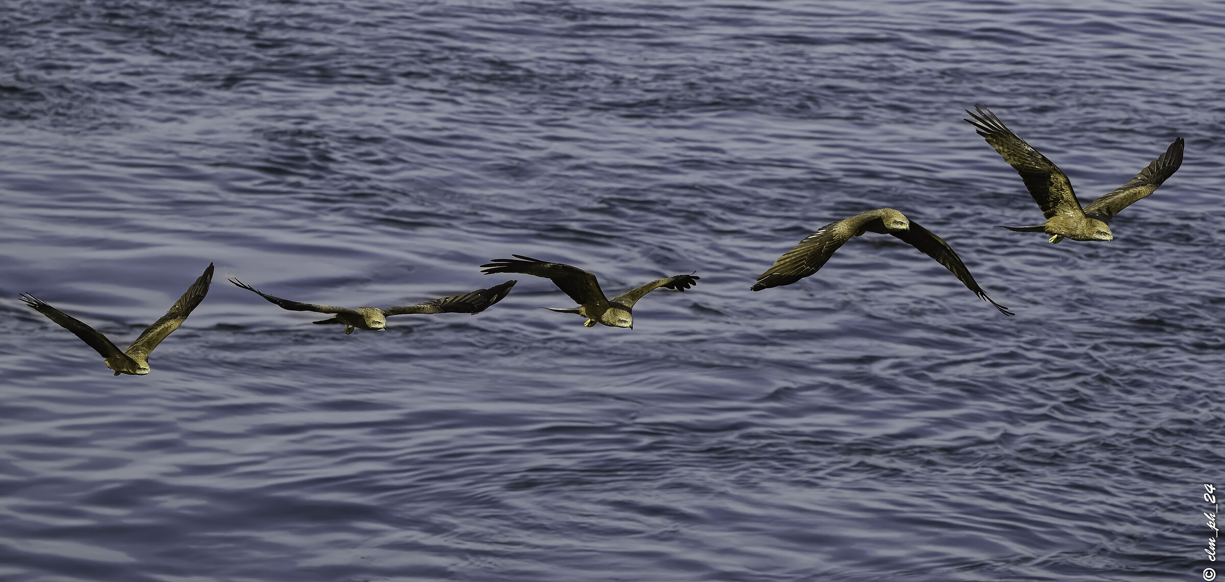 Black Kite on the Nile: Sequence and composition in the room