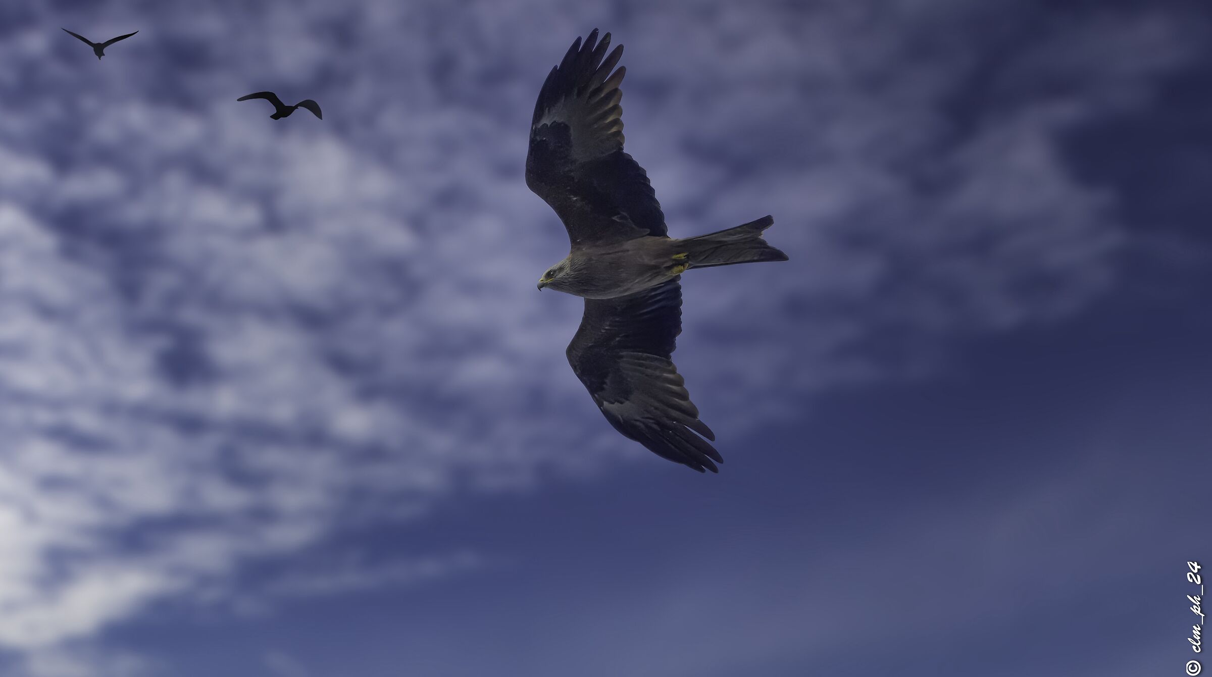 Black Kite on the Nile