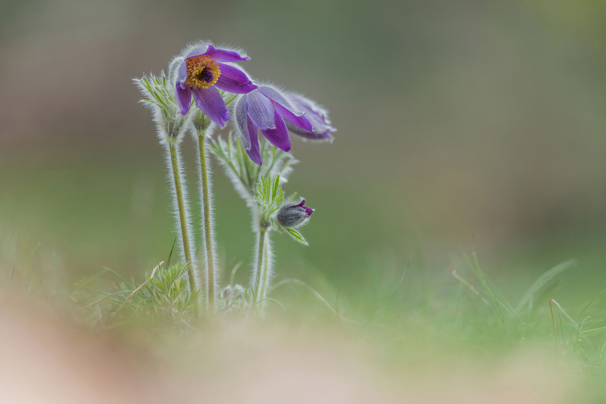 Pulsatilla