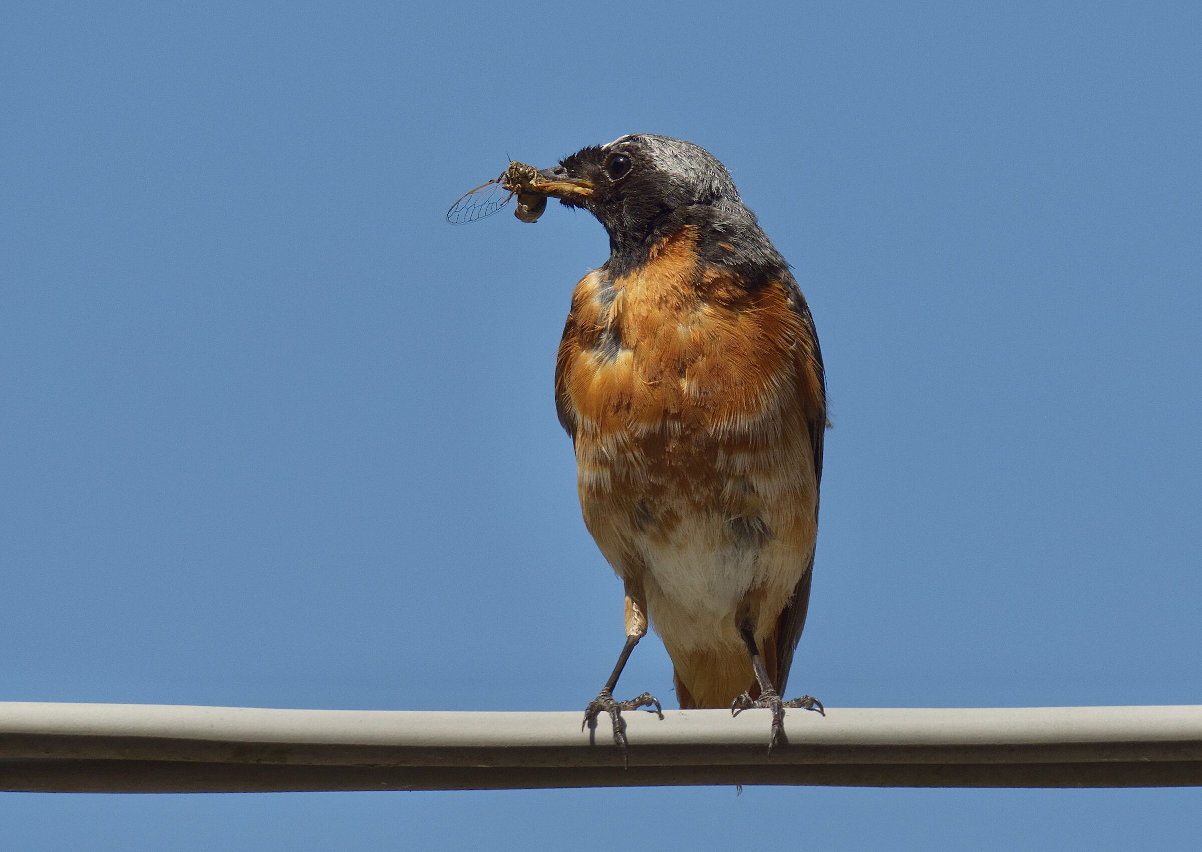 Il papa' procura il cibo per i piccoli