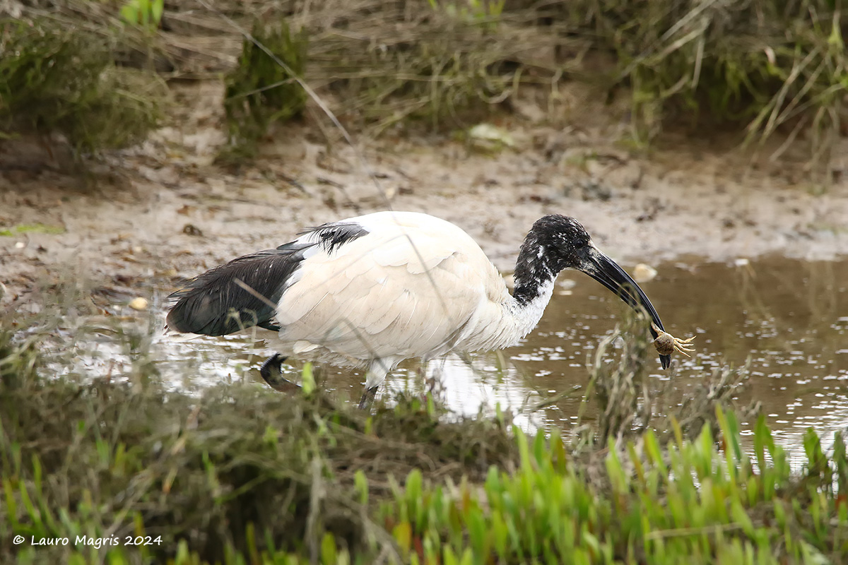 Ibis sacro con crostaceo