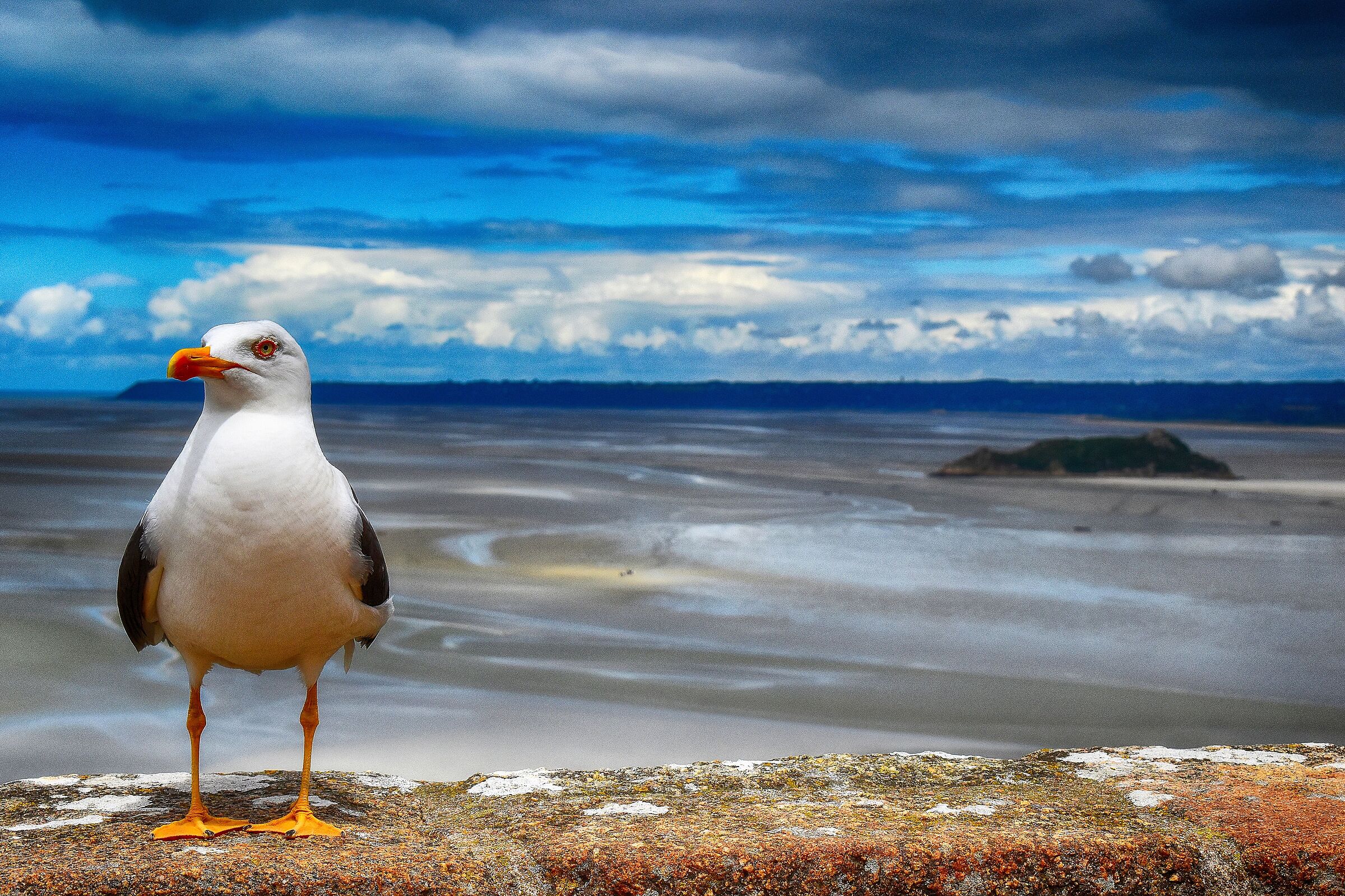 The Livingstone Seagull