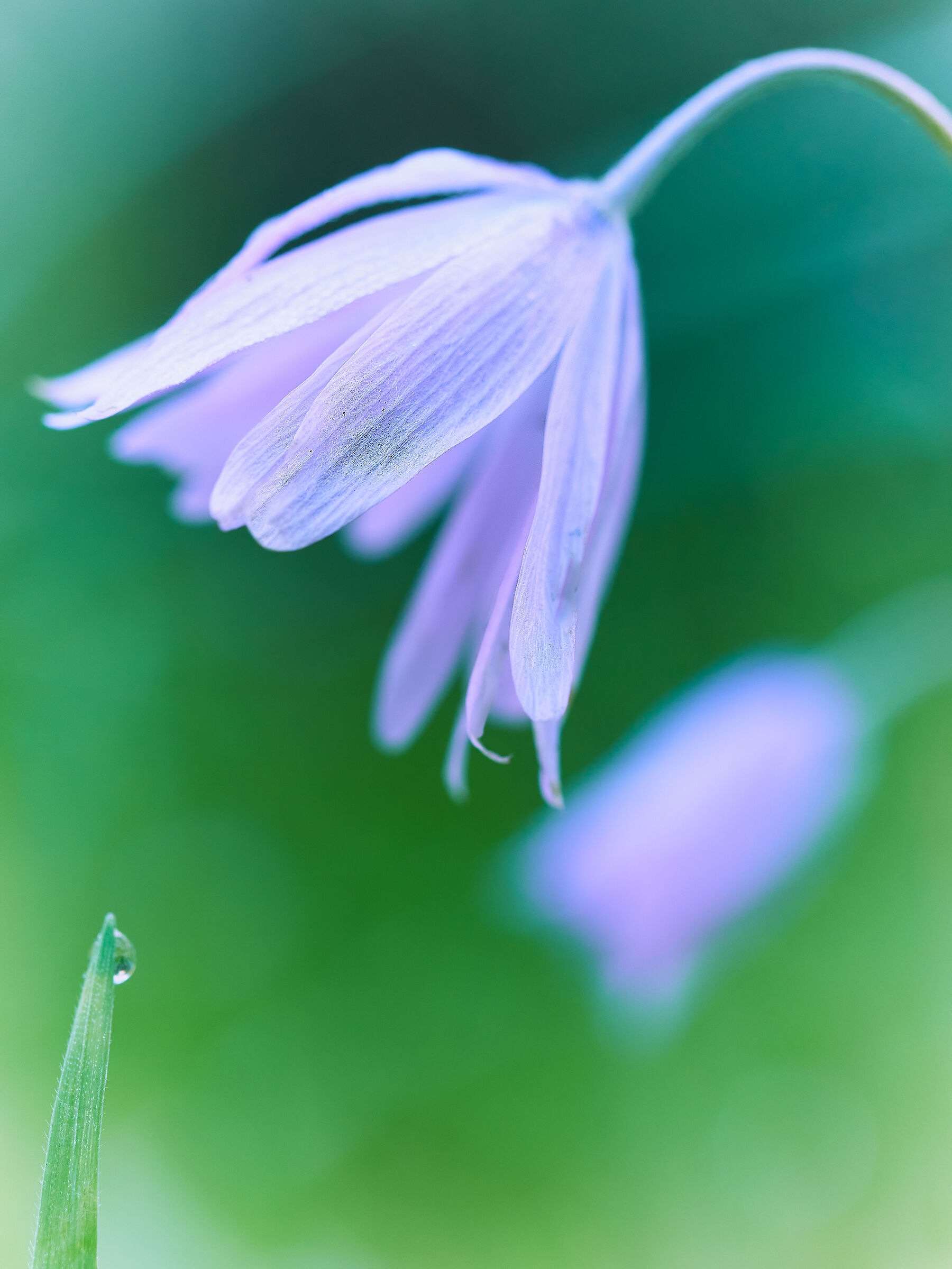 Anemone e goccia di rugiada
