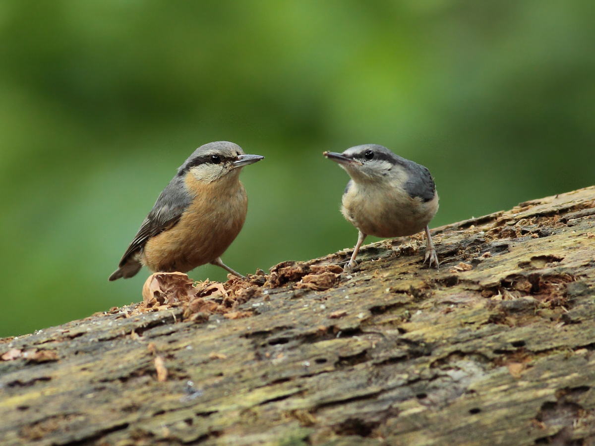 Nuthatch