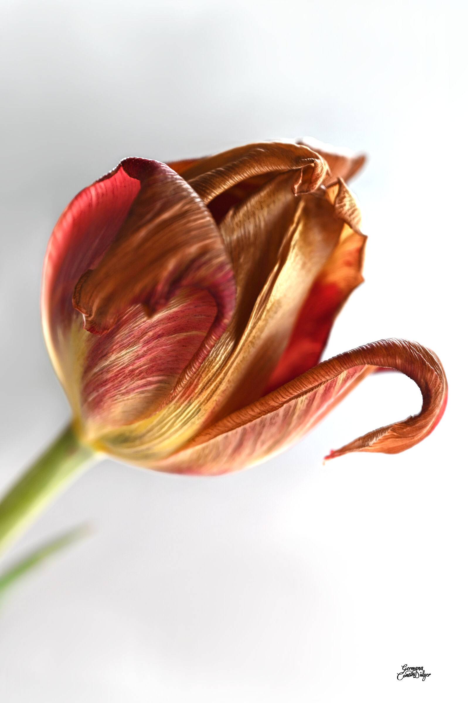 Tulipano appassito