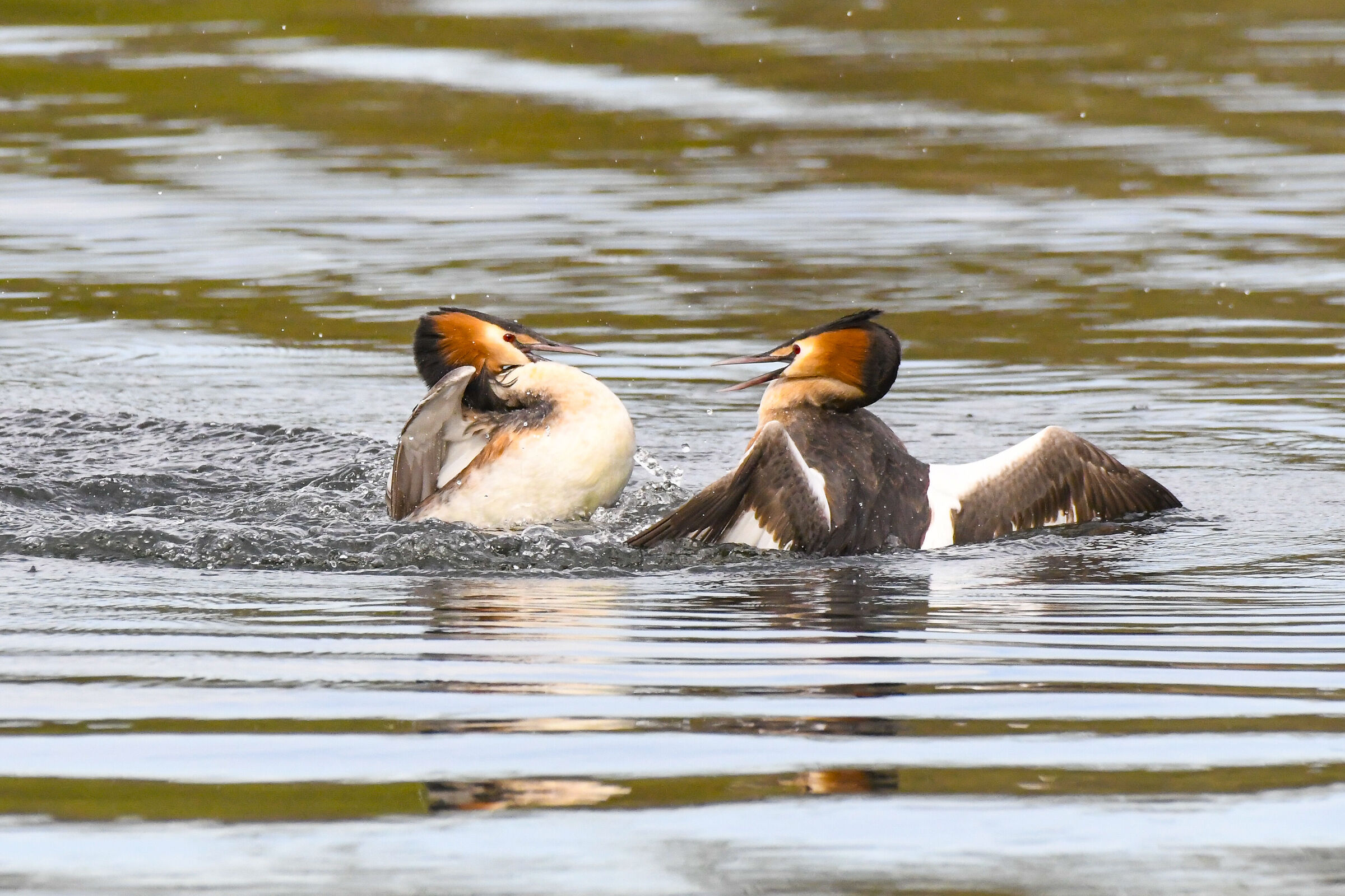 Quarrelsome Grebes