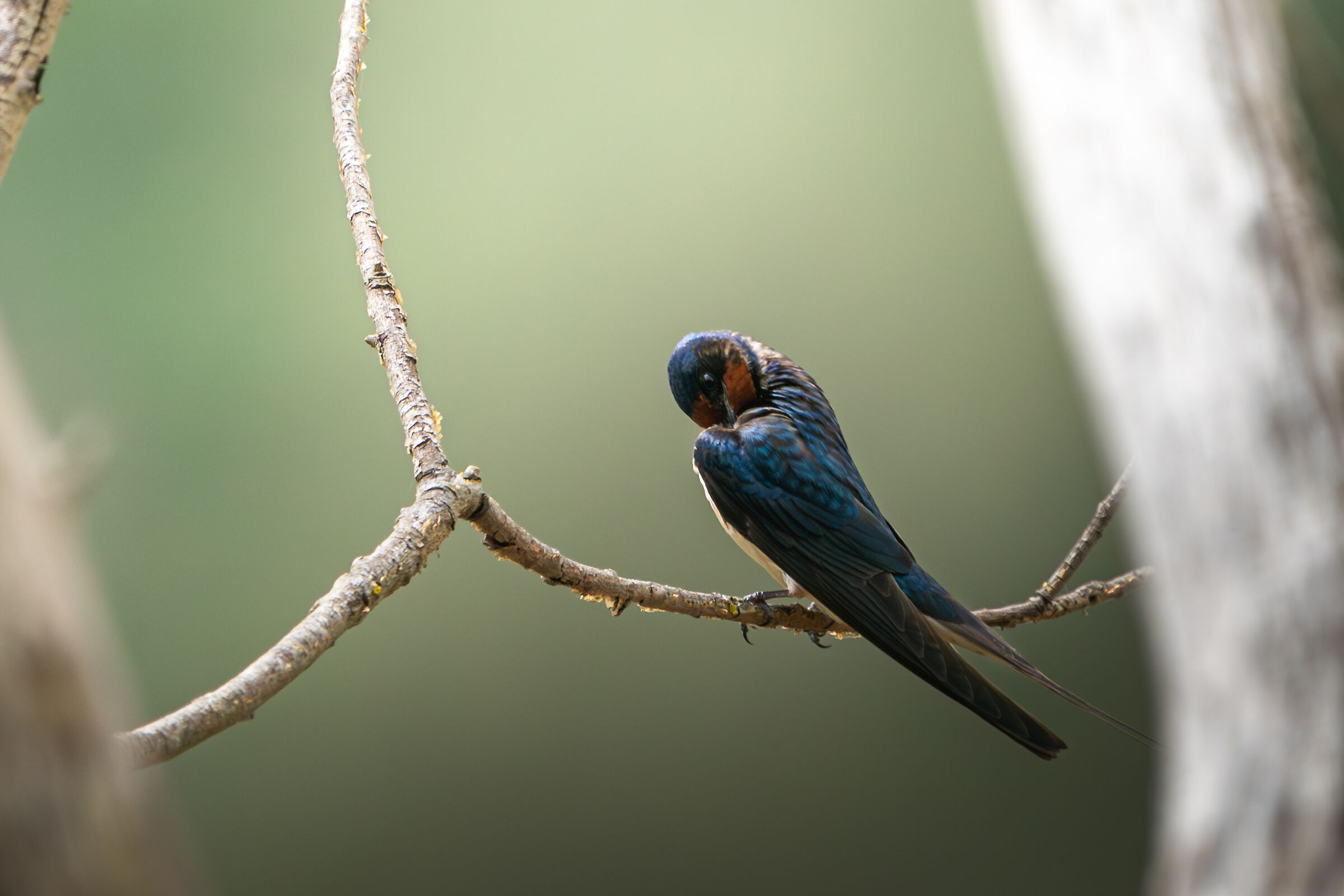Swallow