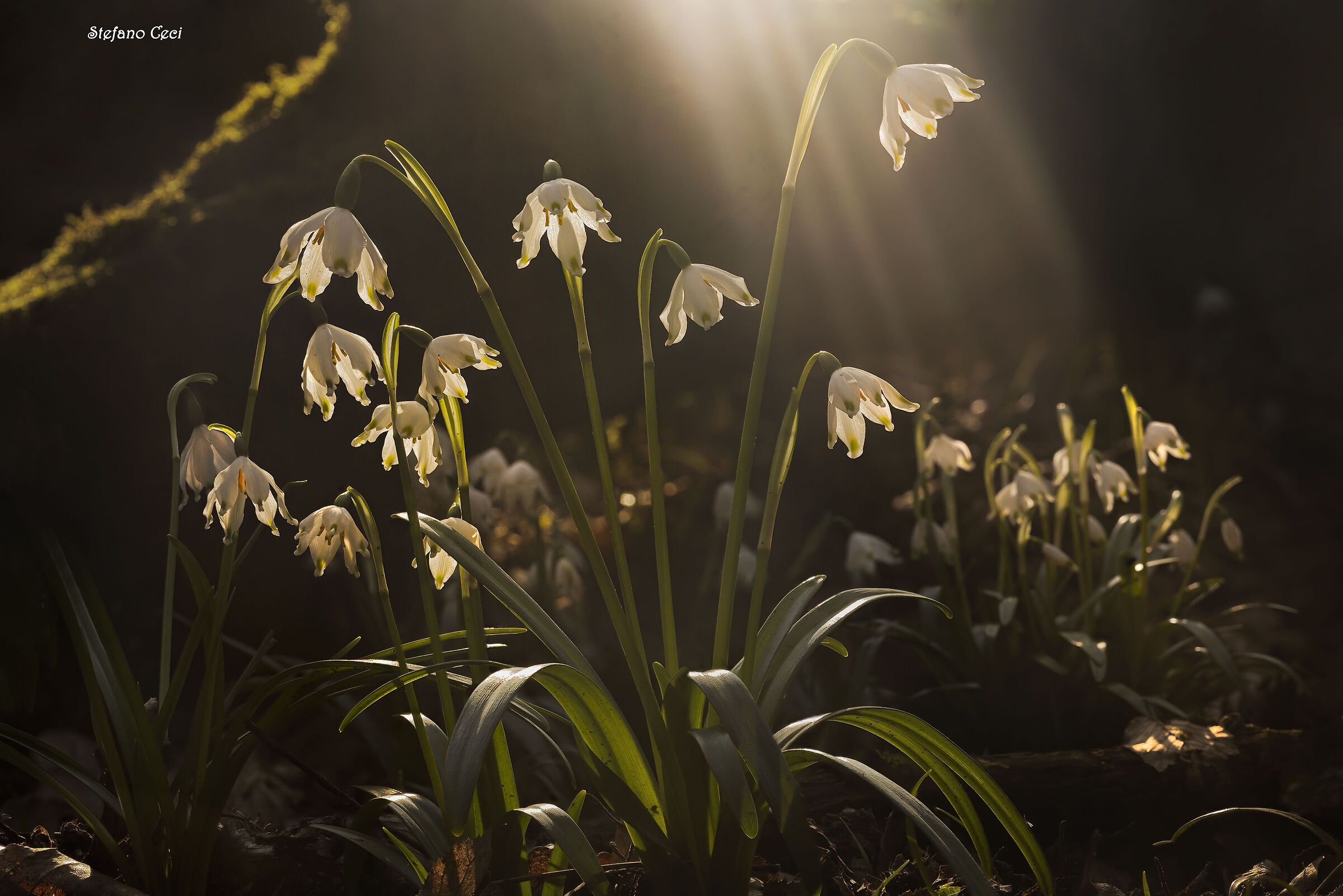 Leucojum Vernum
