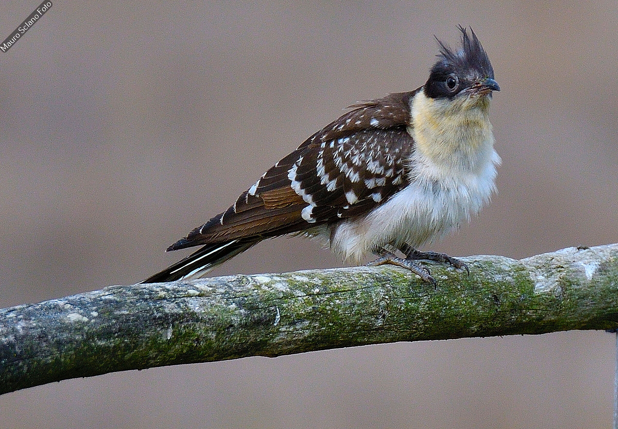 Tufted Cuckoo