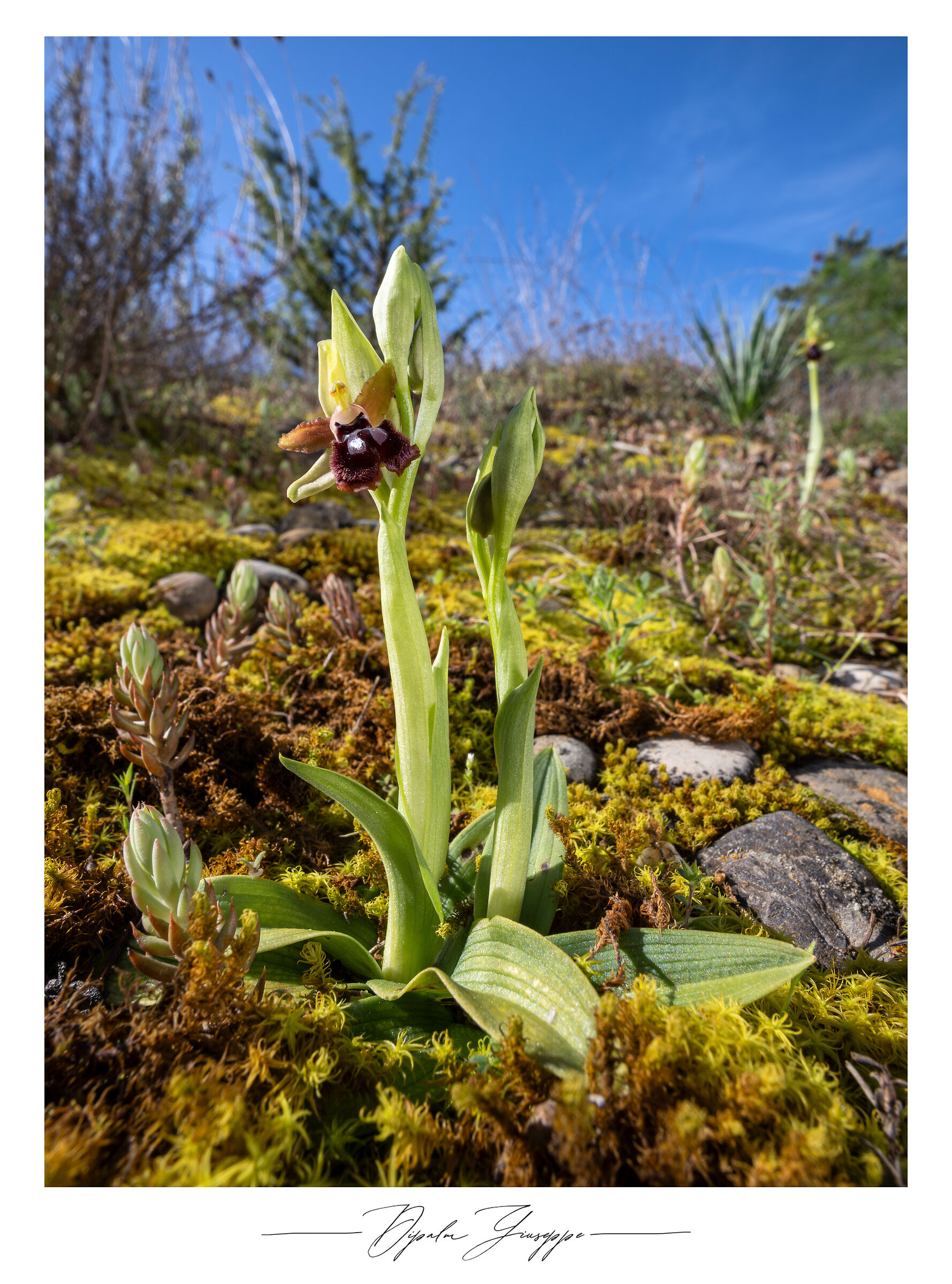 Ophrys passionis var. garganica