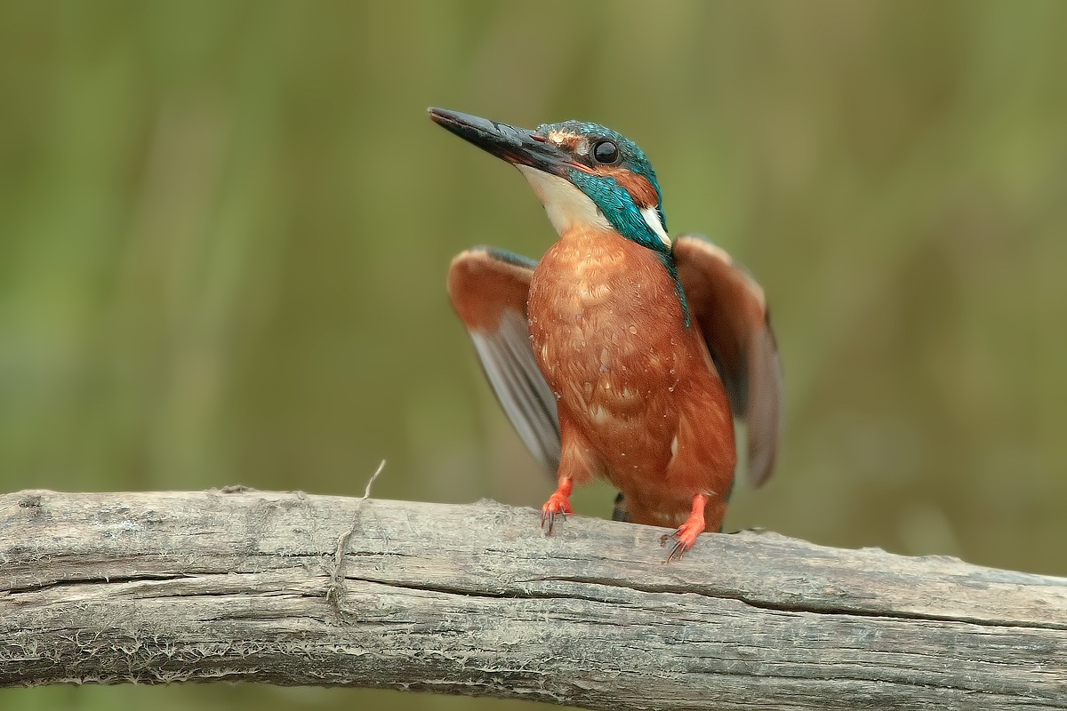 Martino a...... 5000 ISO