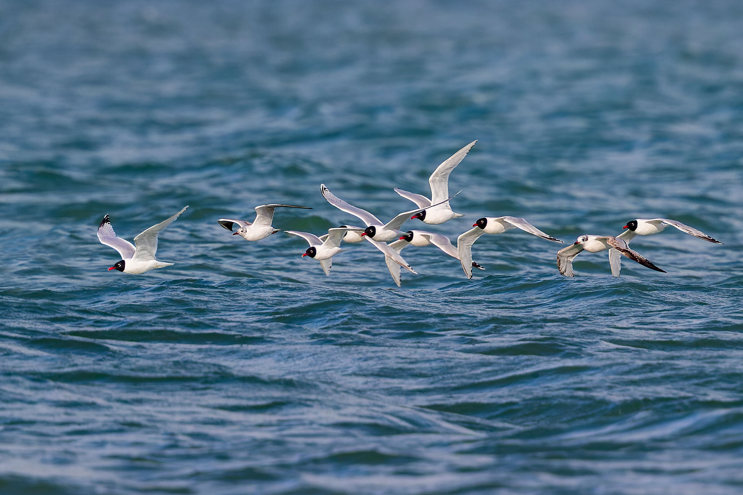 The migration of coral gulls