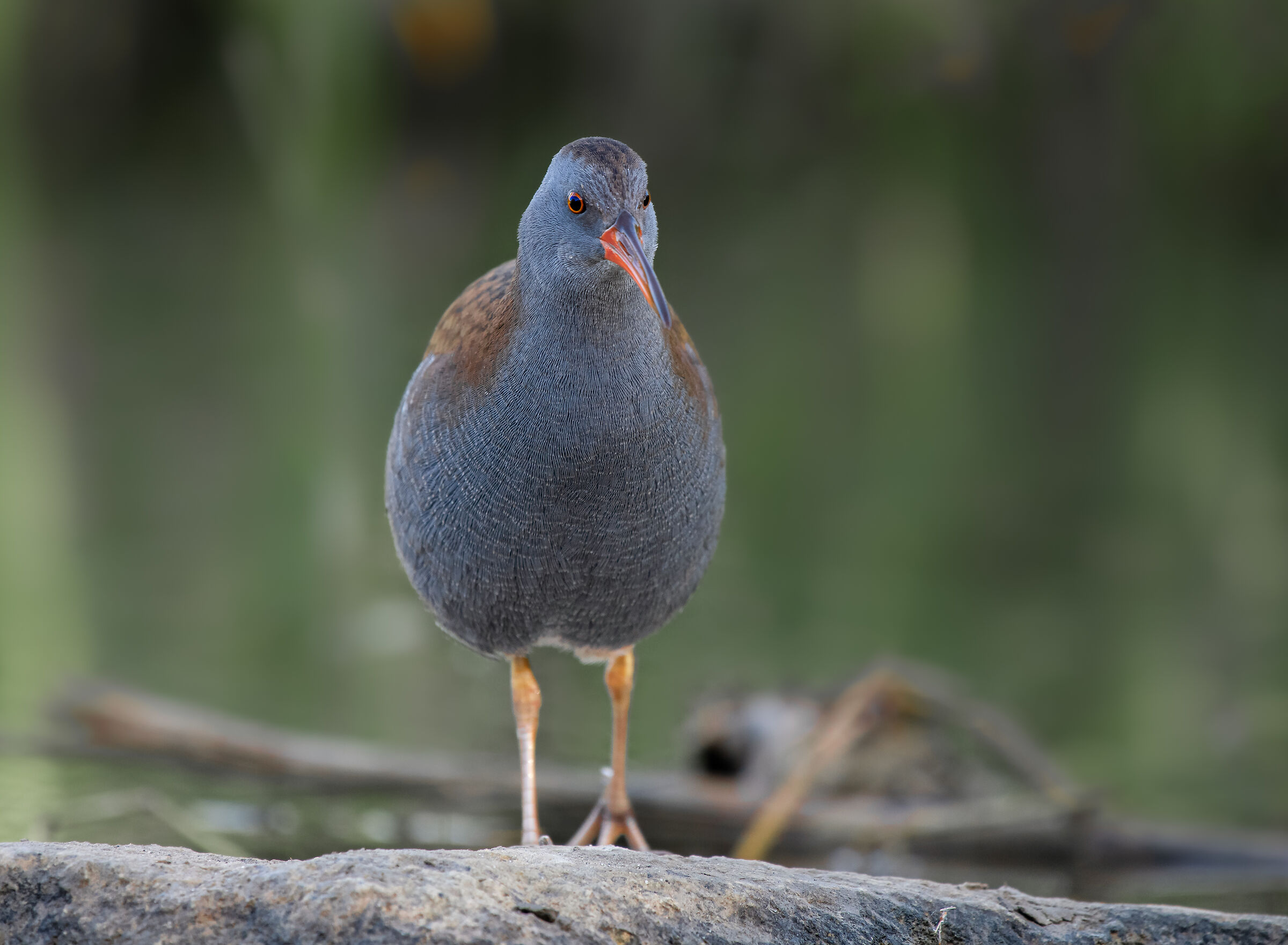 water rail