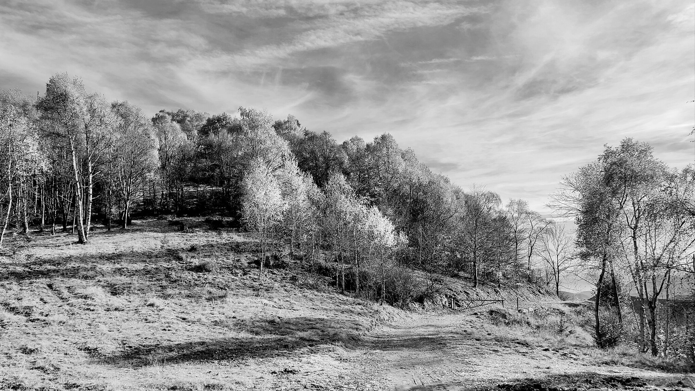 Black and white trees