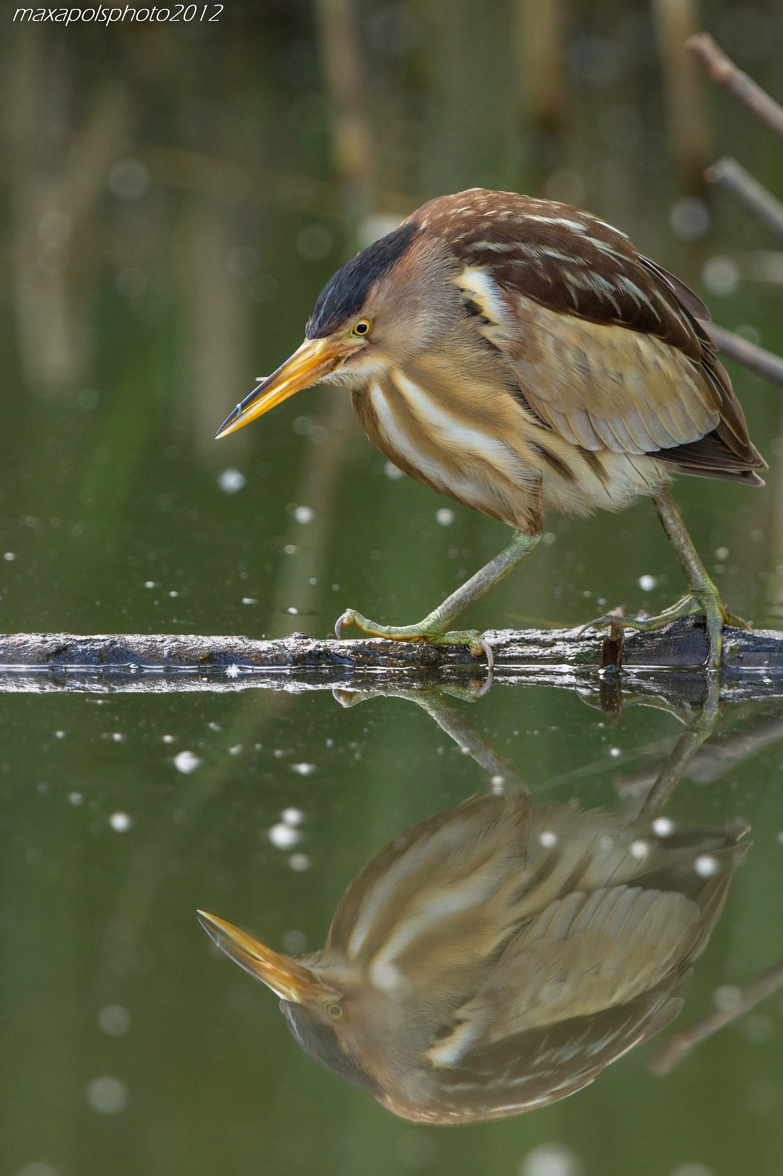 distrubi personality ...