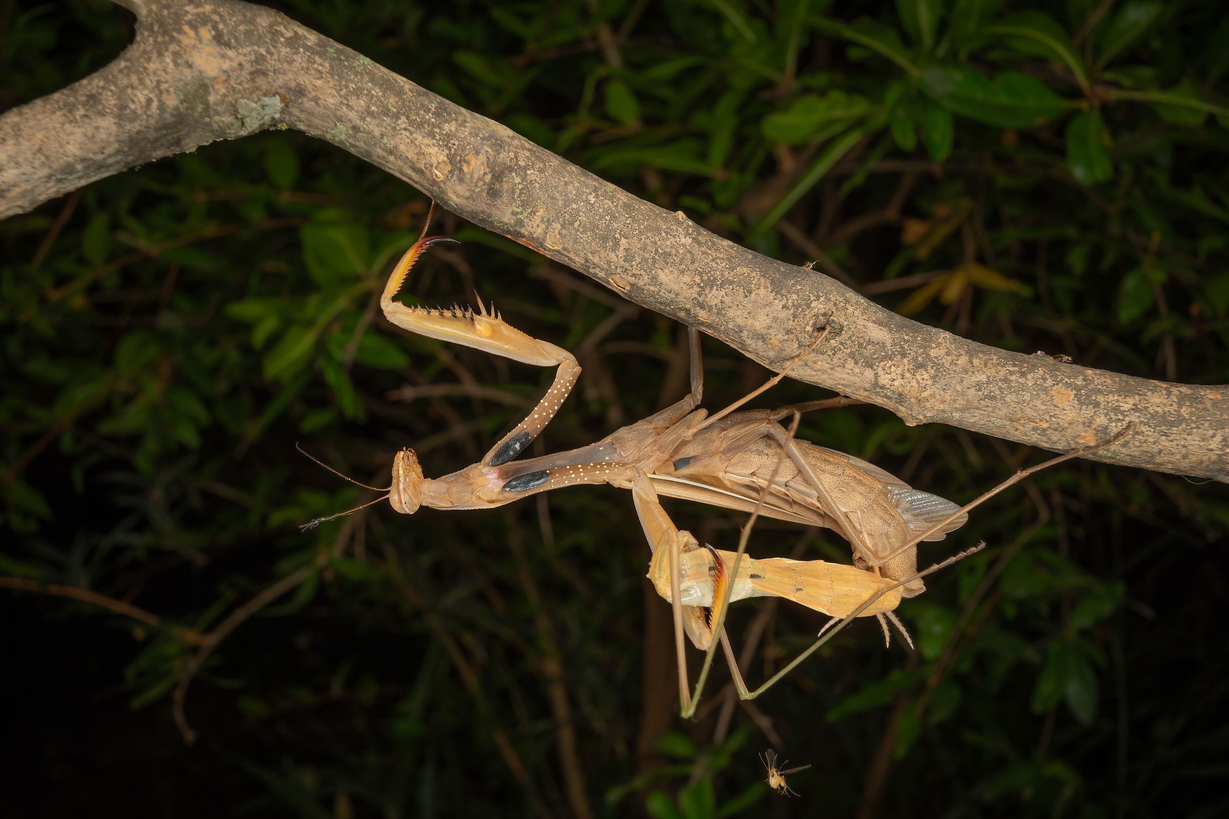 L'accoppiamento della mantide, 12