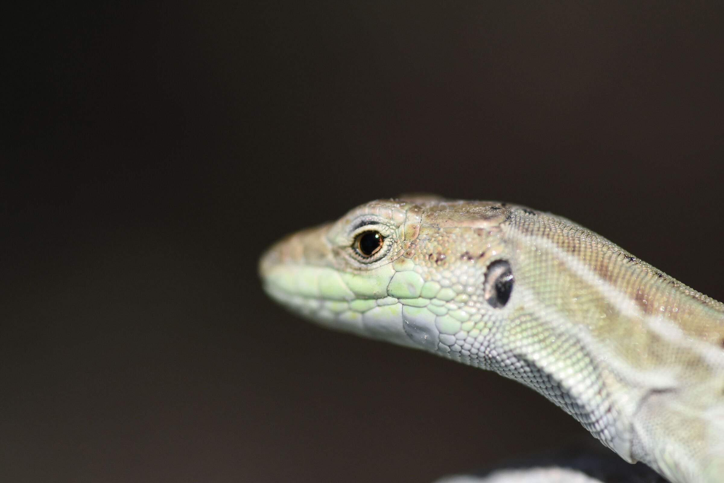 Crop 150 "1/8 Mila",Tokina 100 F. 2.8 Atx-i- NK. D...