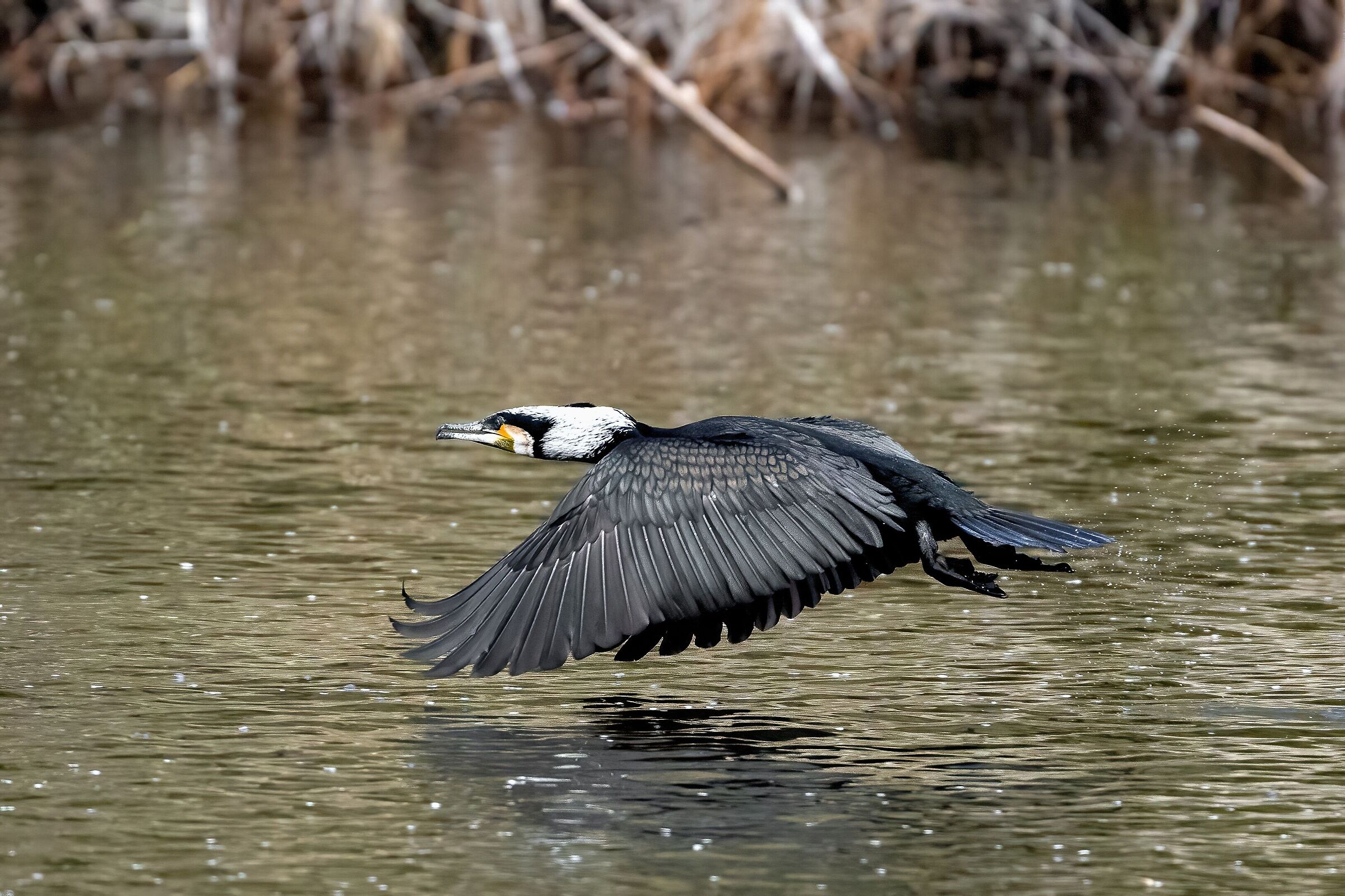 Cormorant (Phalacrocorax carbo)